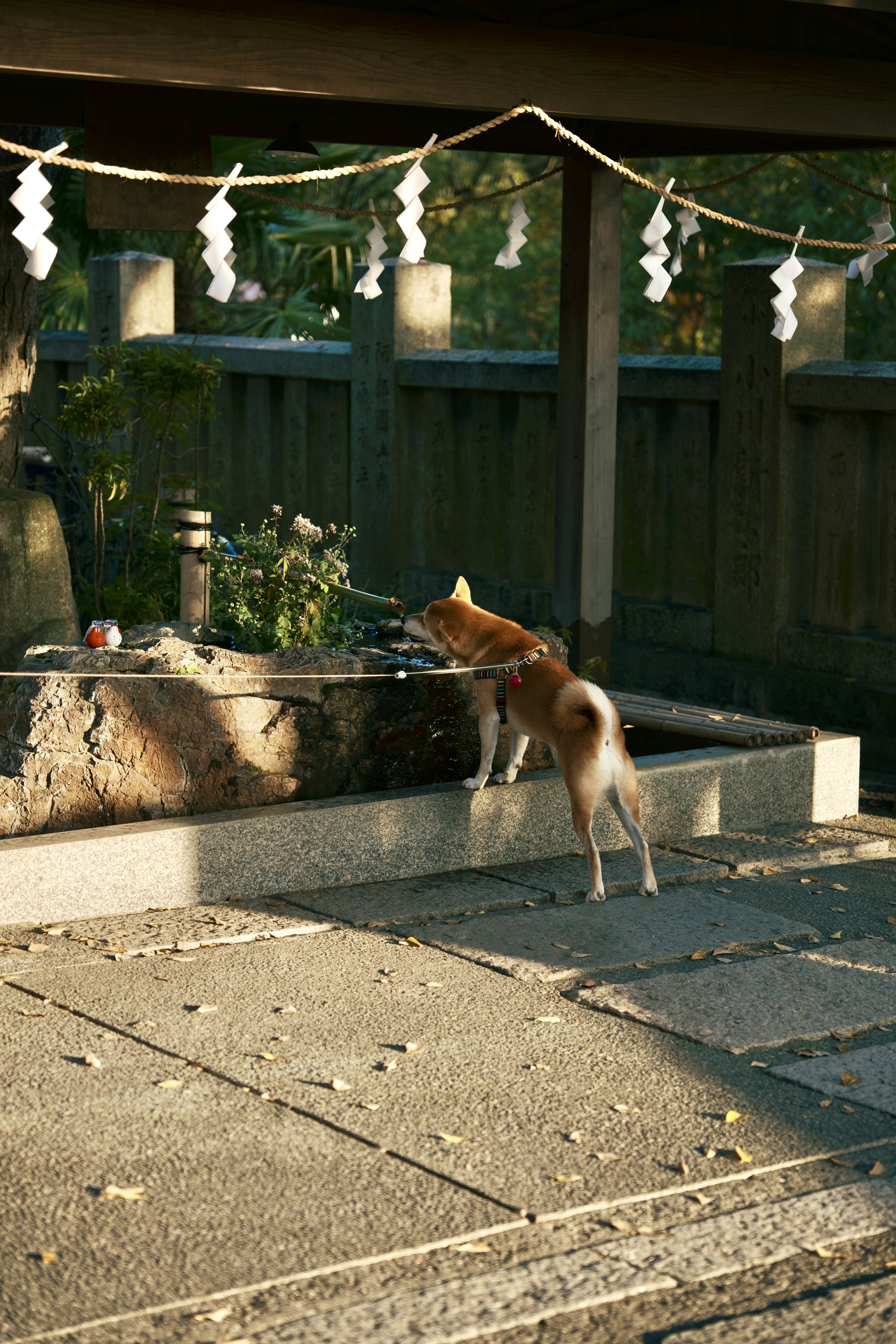 犬が水飲み場に近づいている日本の庭の風景