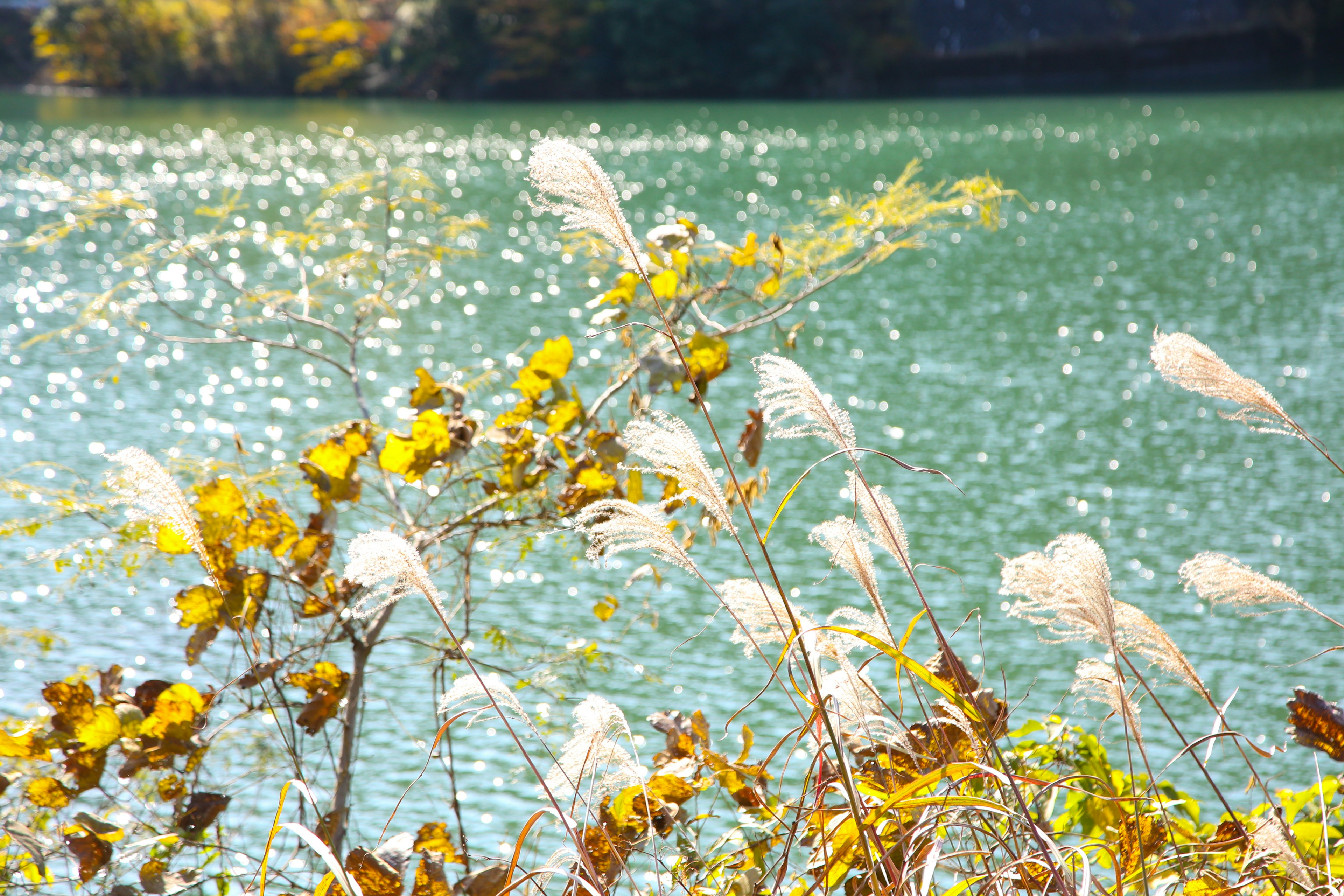 Fogliame autunnale e riflessi sull'acqua in riva al fiume