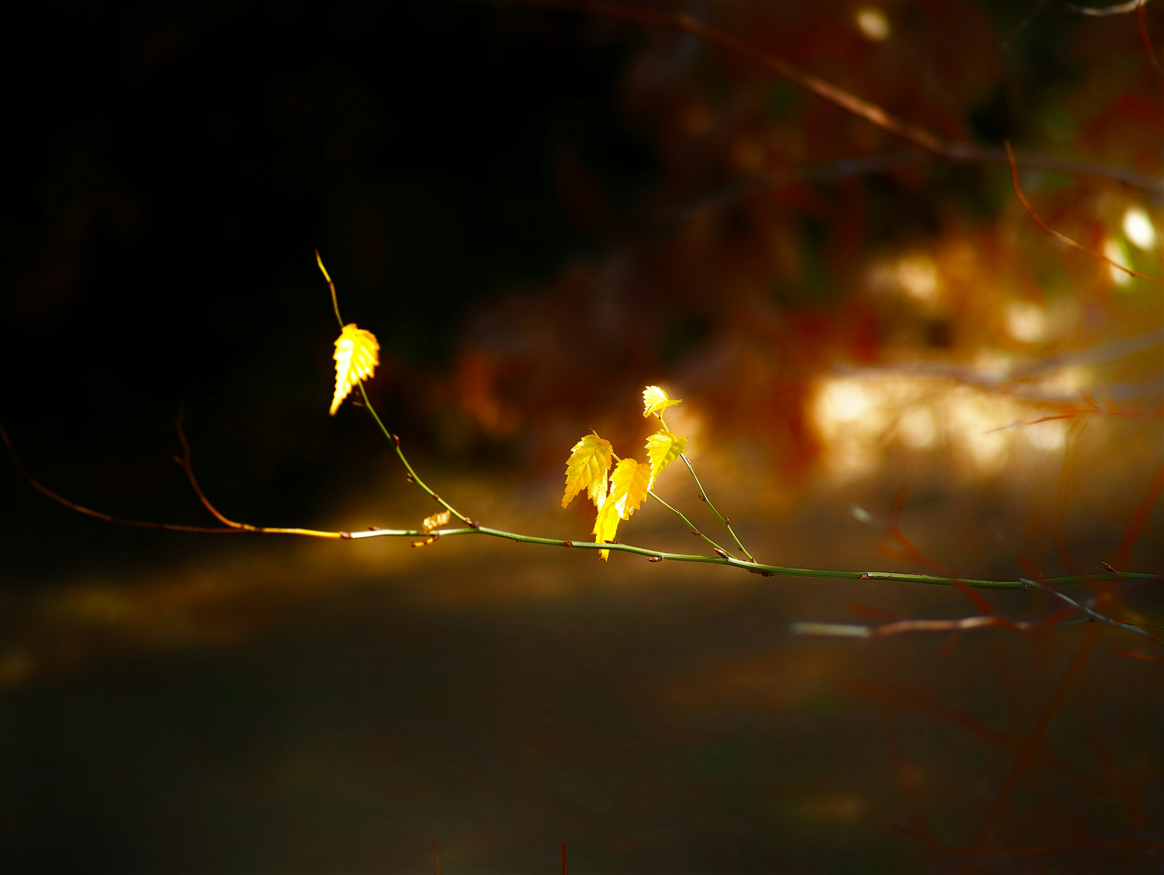 A beautiful scene of yellow leaves on a slender branch against a soft background