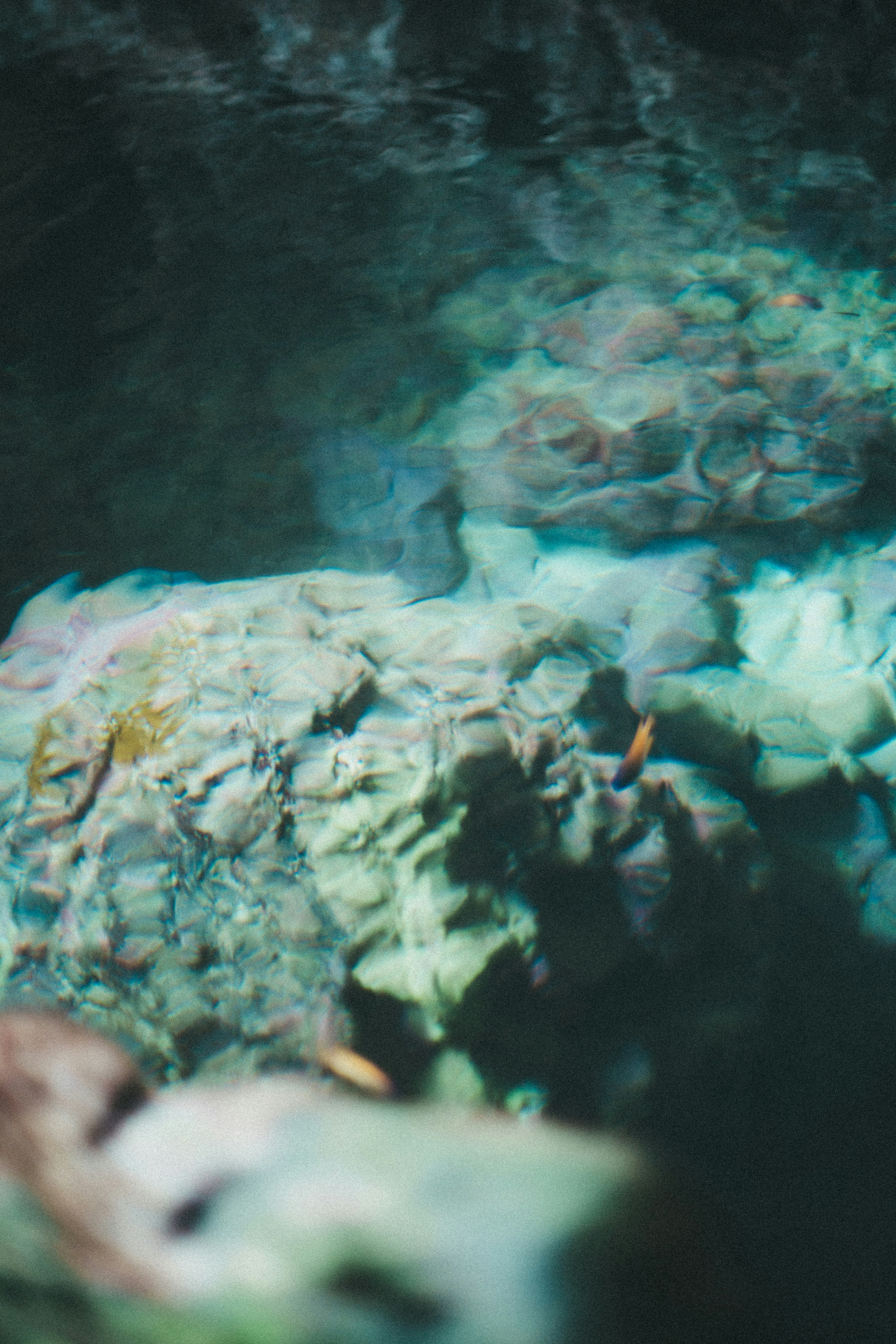 Primer plano de un arrecife de coral sumergido en agua azul