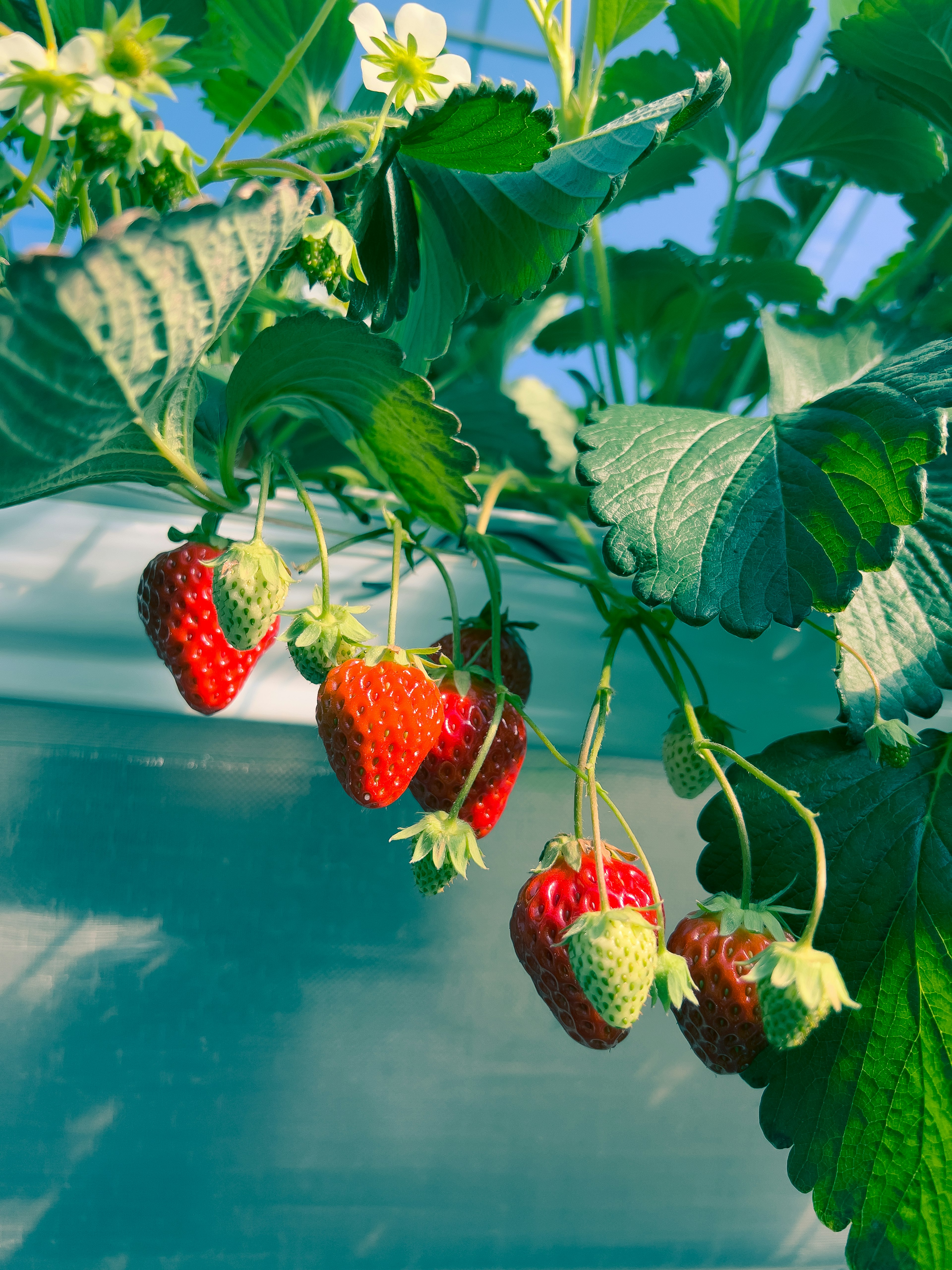 Fresas rojas colgando entre hojas verdes con flores blancas