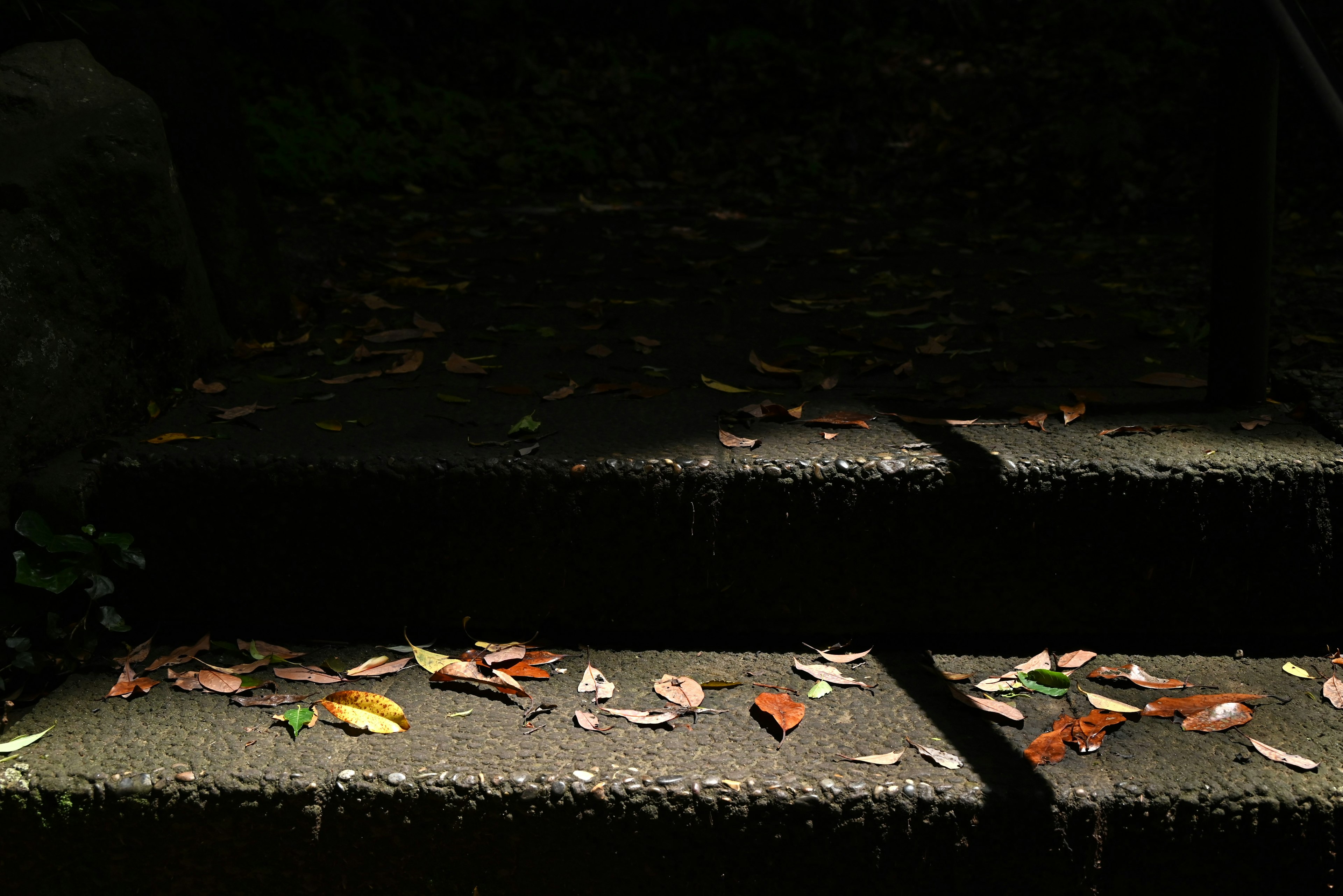 Colorful leaves scattered on dark stairs