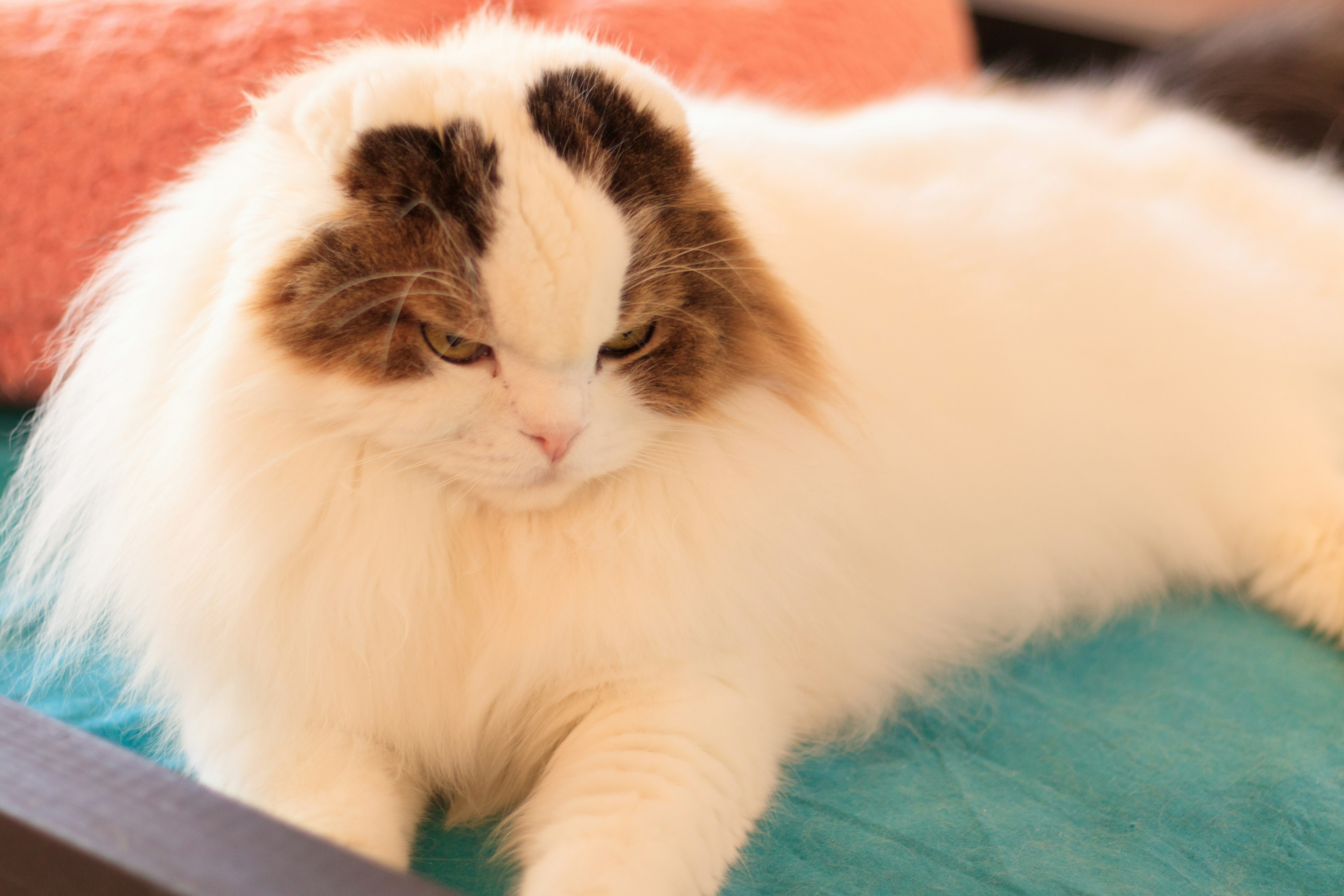 A fluffy white cat lounging on a blue cushion