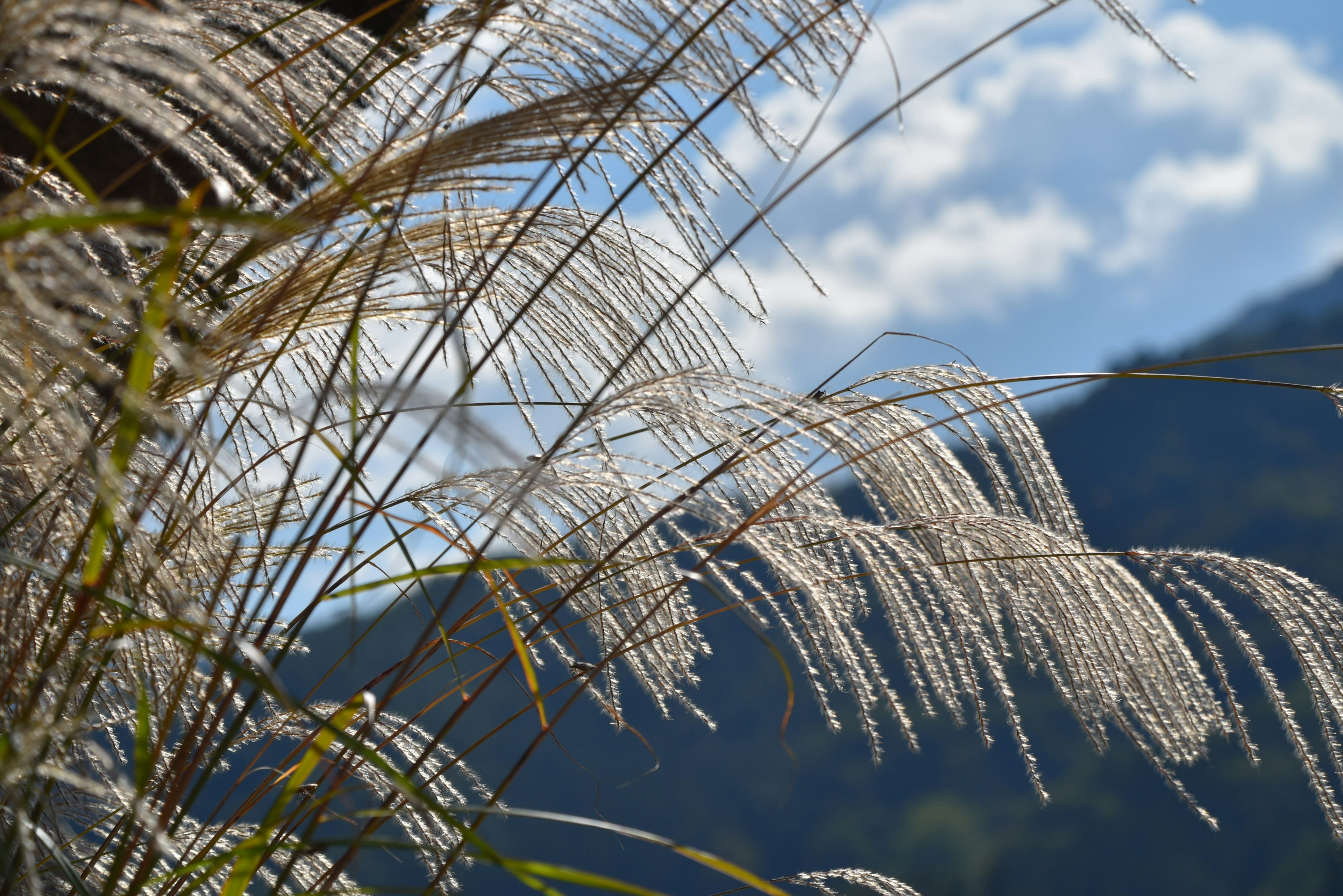 Weiße Grashalme vor blauem Himmel und Bergen