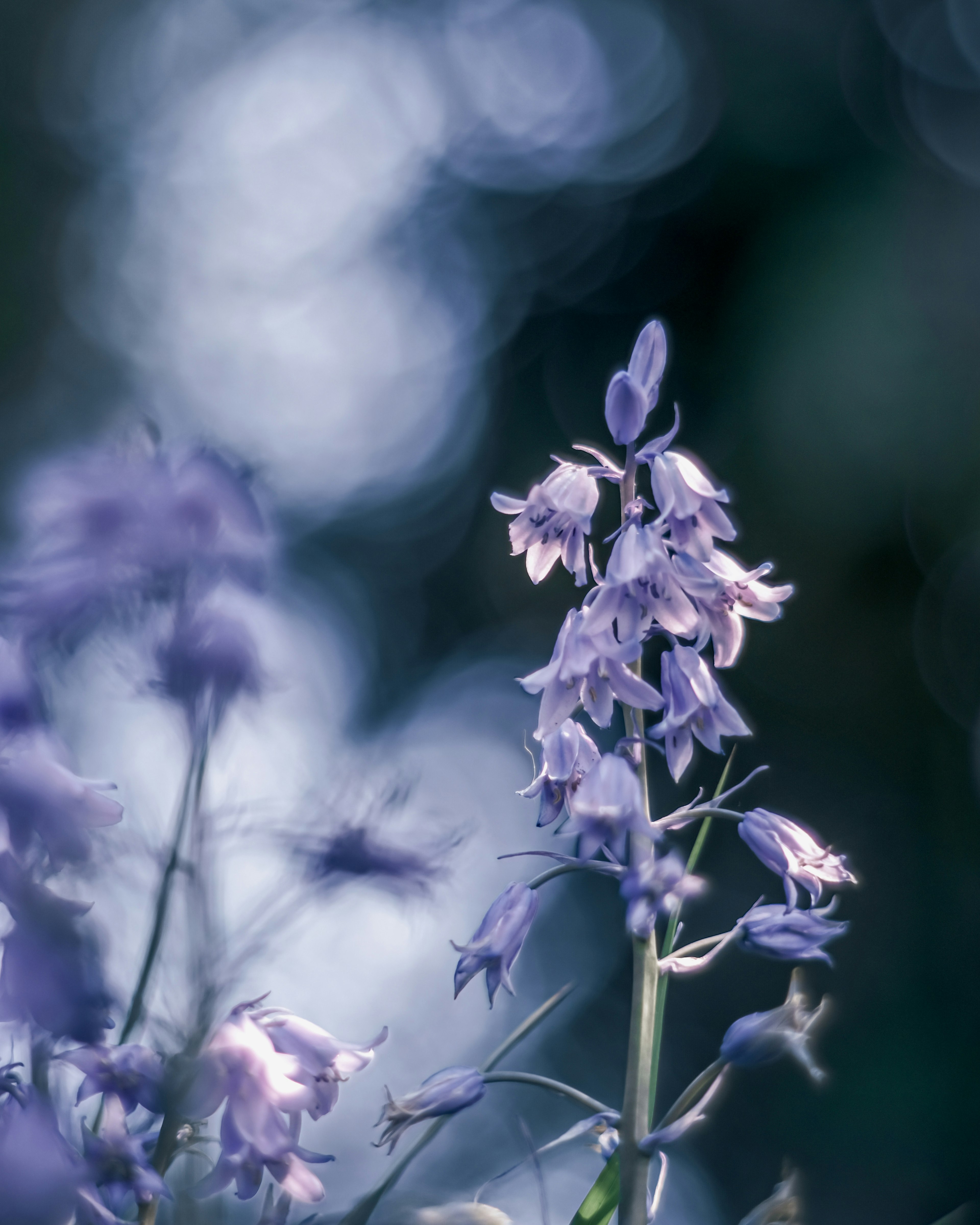 淡い紫色の花が背景のぼやけた緑と青の中で咲いている