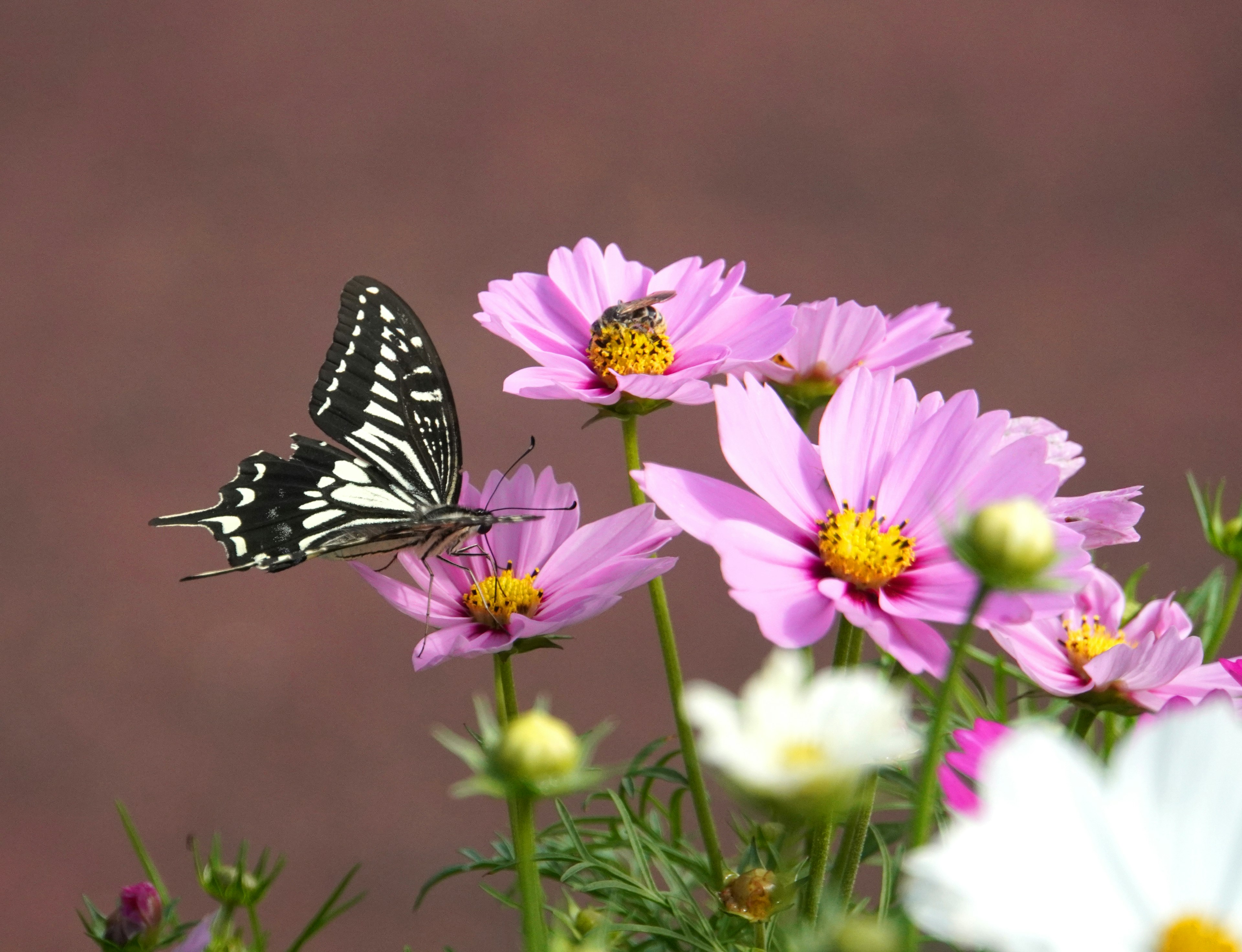 Black and white butterfly perched on pink flowers in a vibrant garden