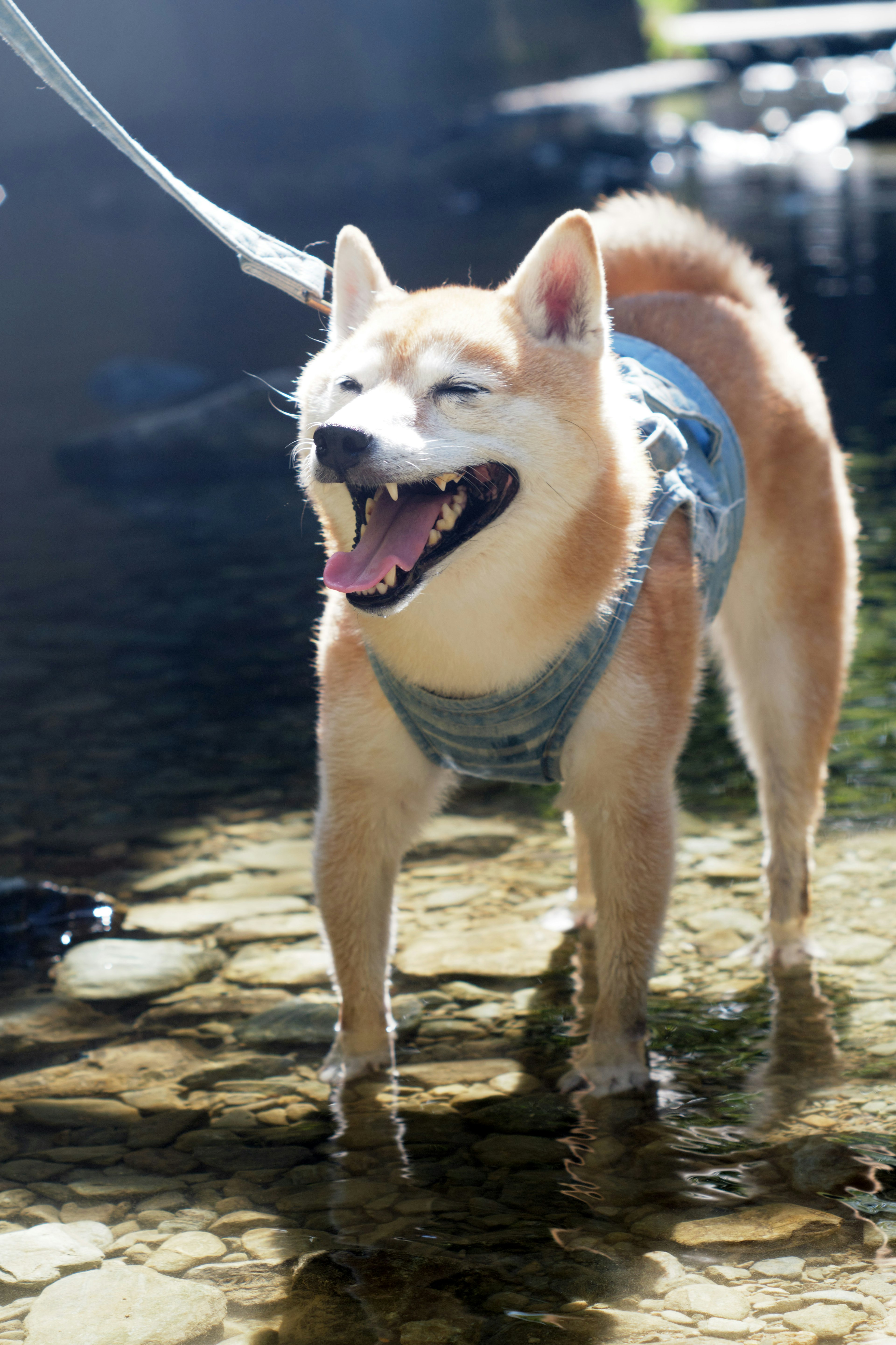 Shiba Inu che sorride a riva indossando un'imbracatura blu in piedi felicemente al sole