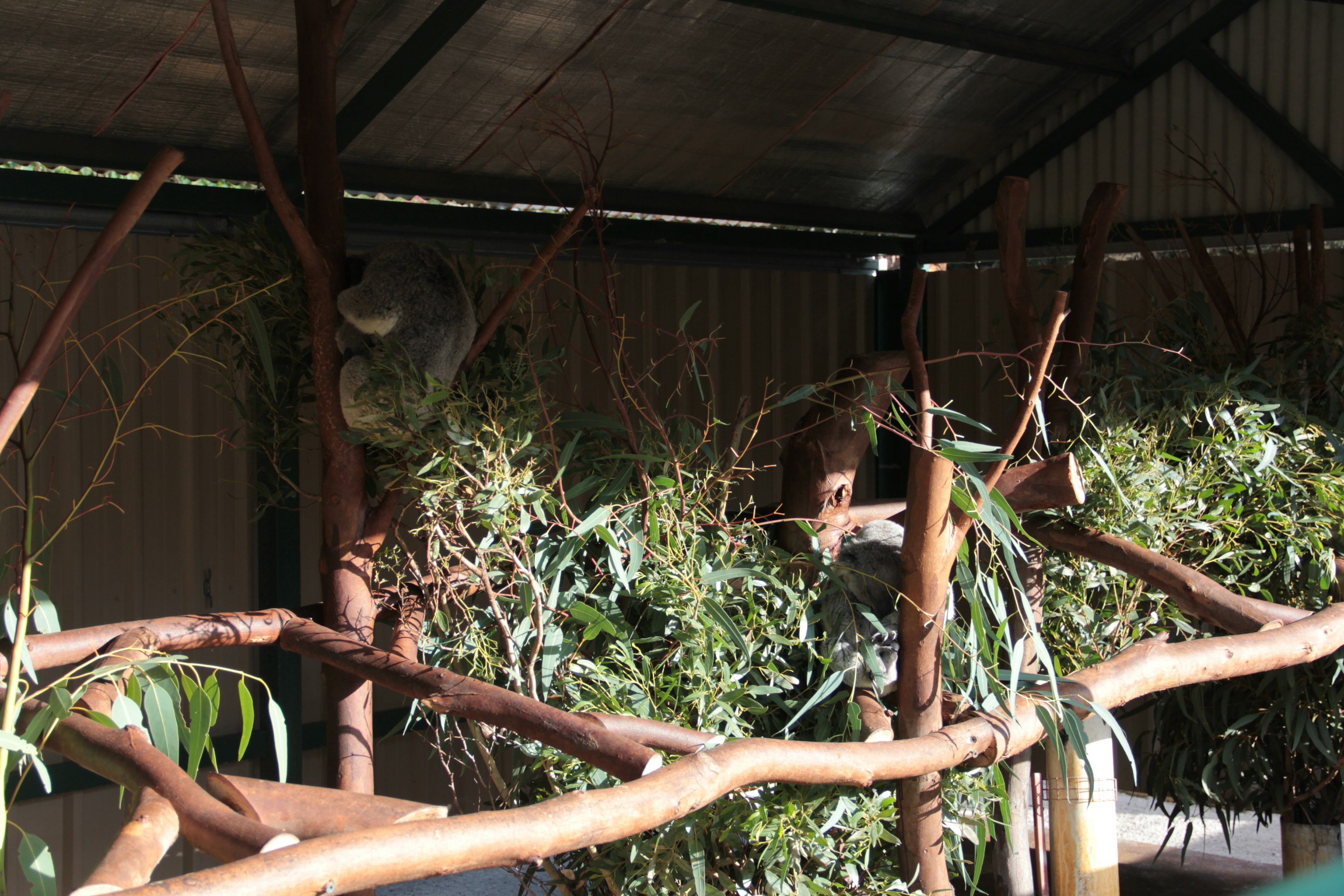 Group of koalas resting on eucalyptus branches