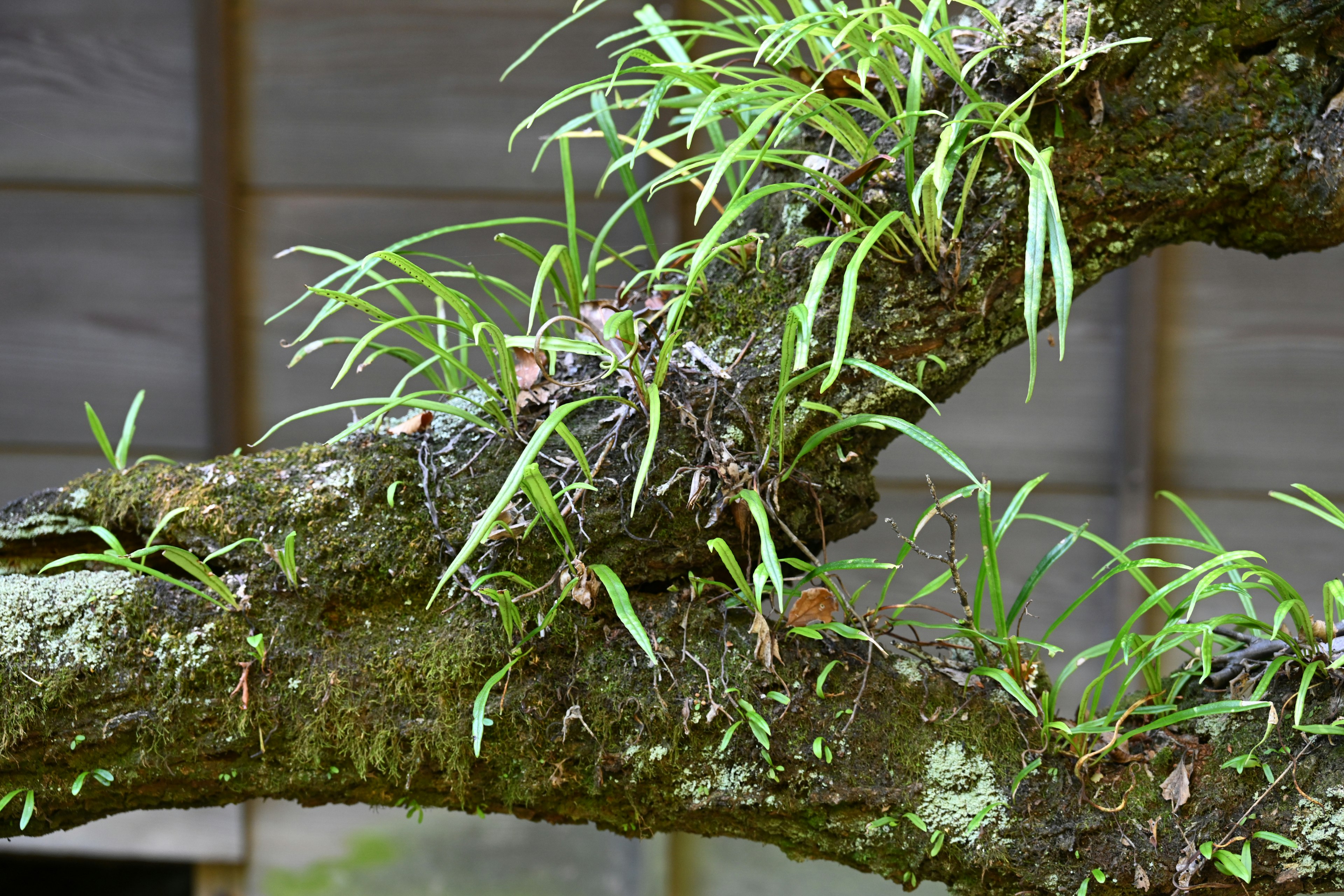 Primer plano de una rama de árbol con hierba verde