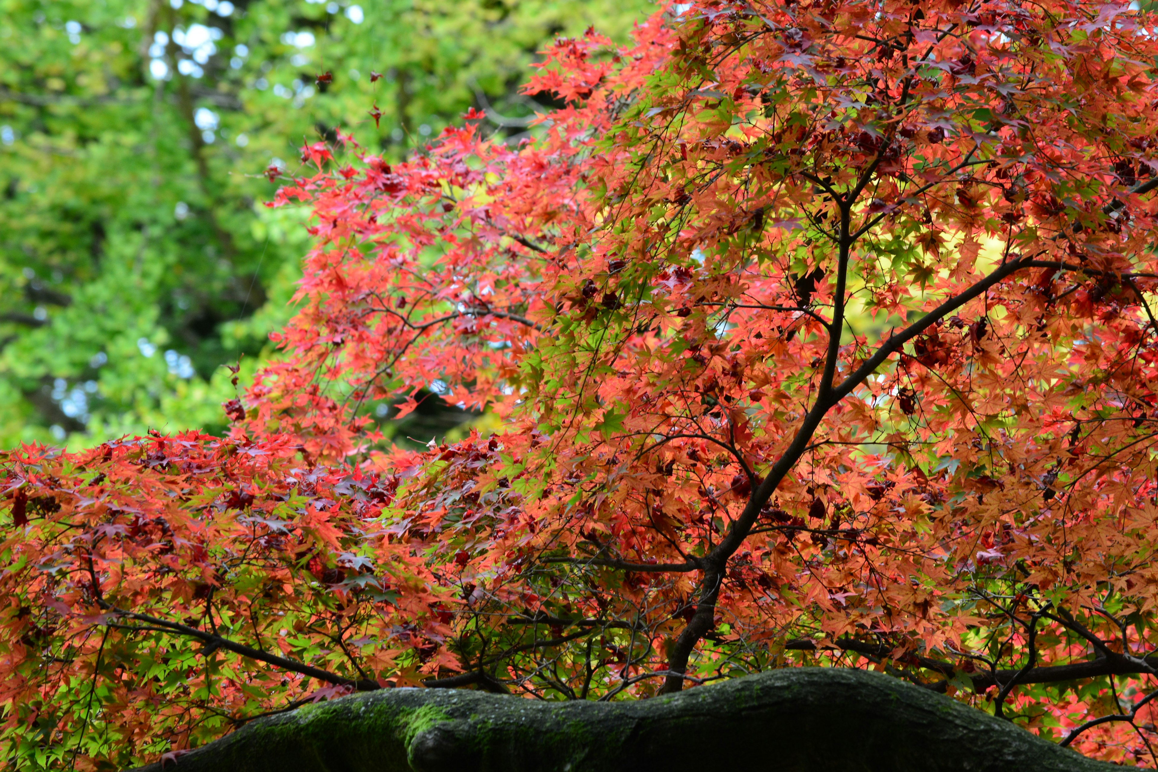 Lebendige rote Herbstblätter an einem Baum