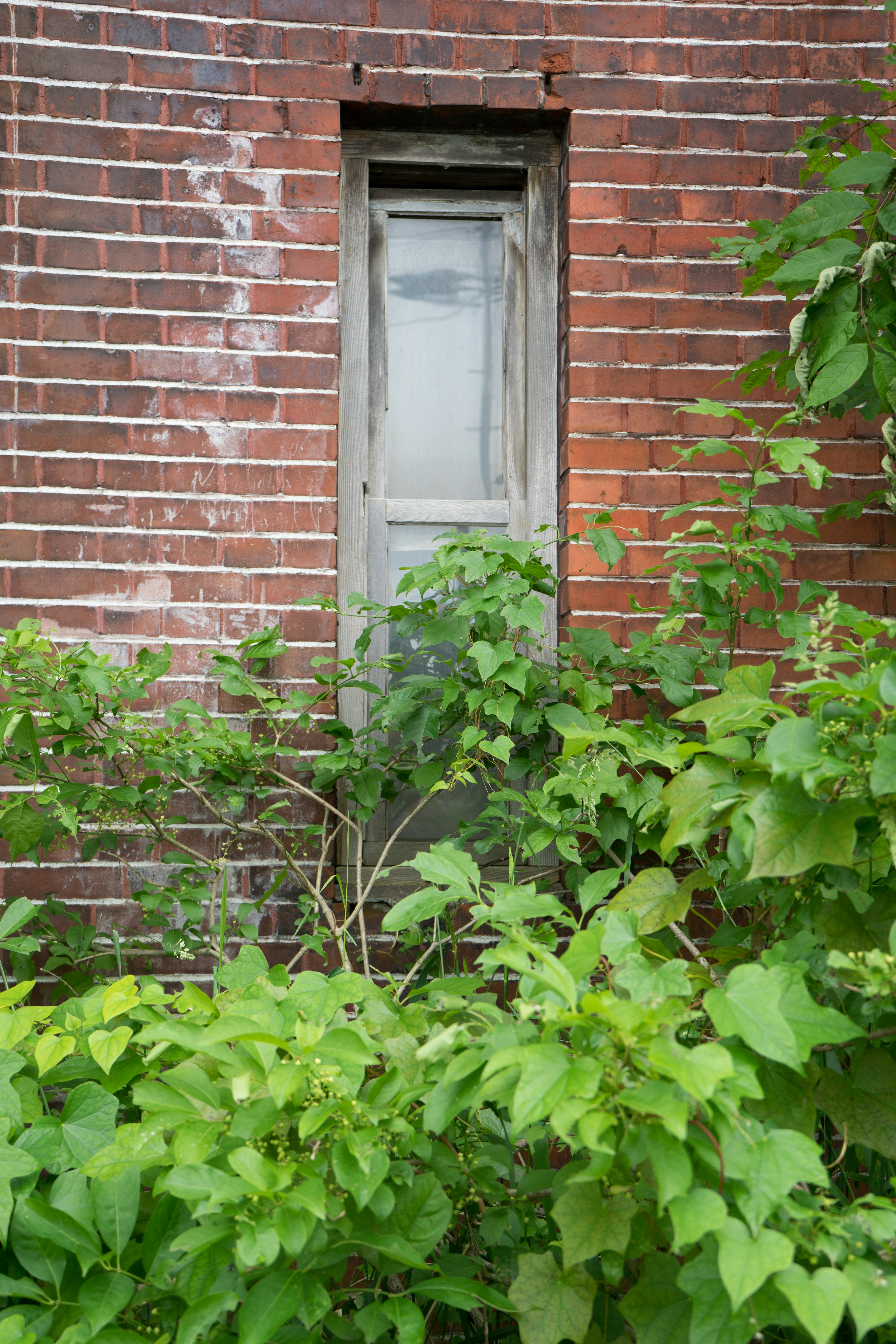 Kleine Fenster umgeben von grünem Laub an einer alten Ziegelmauer