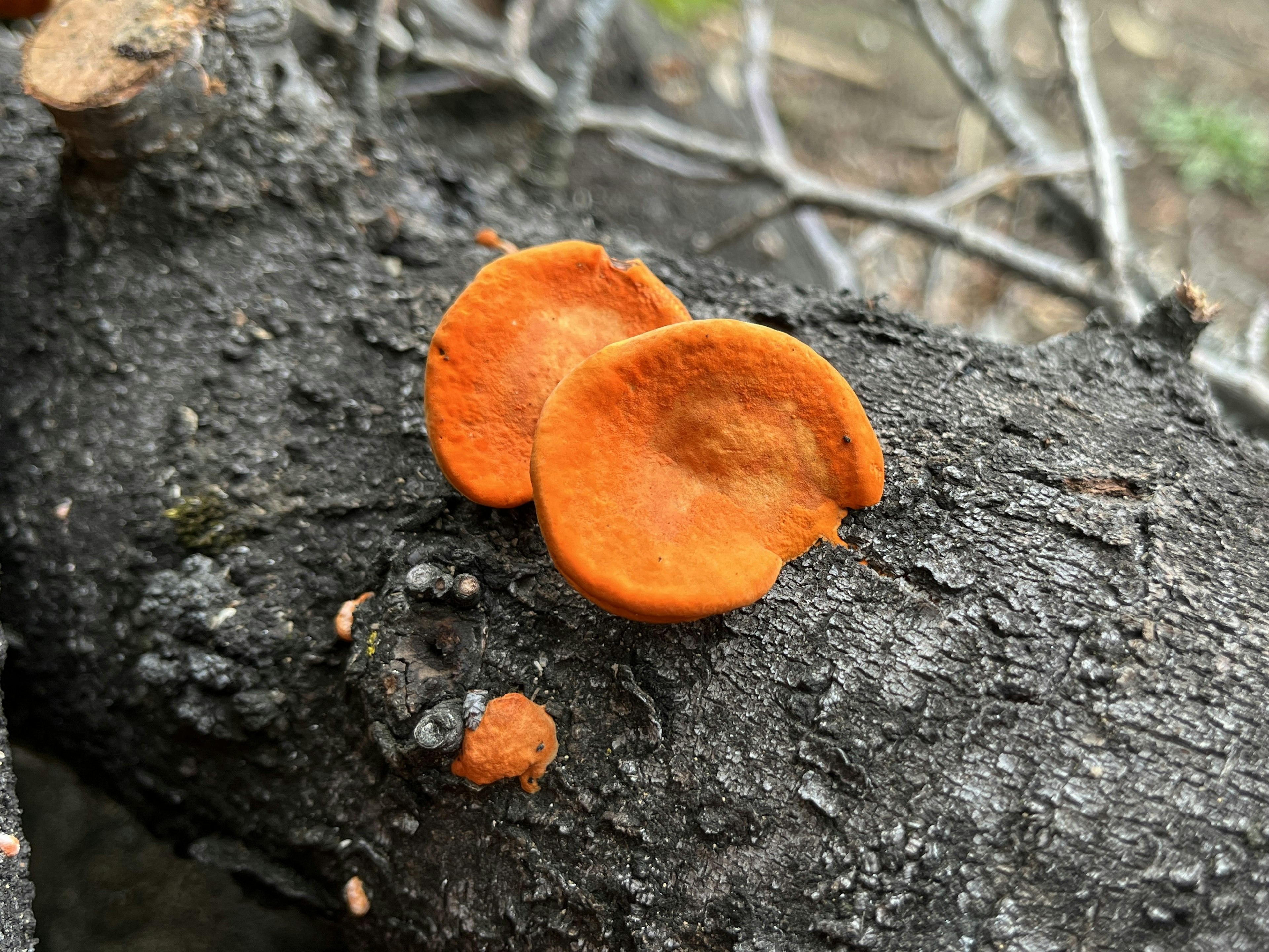 Orange mushrooms growing on a tree trunk