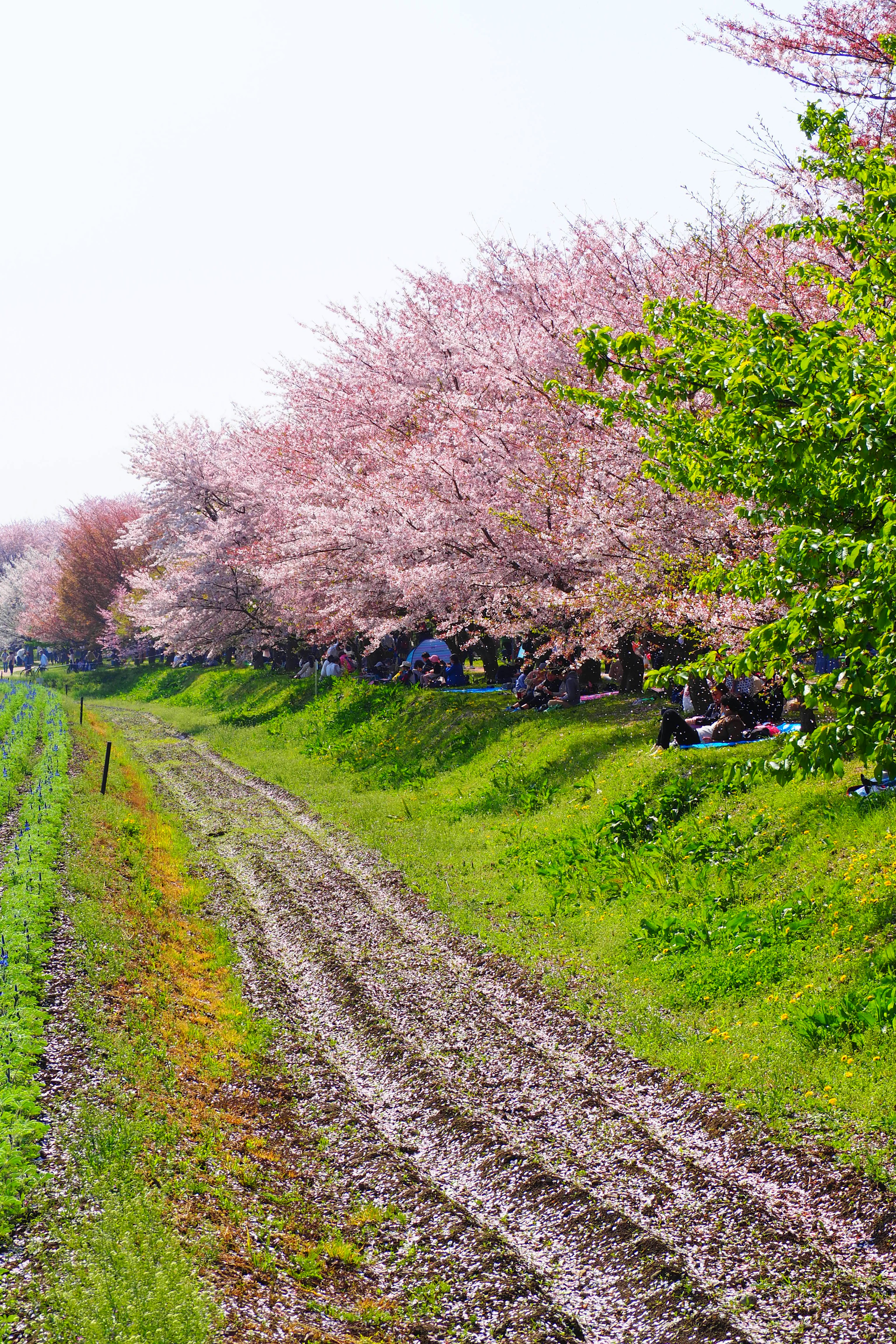 桜の木が並ぶ小道と緑の草地