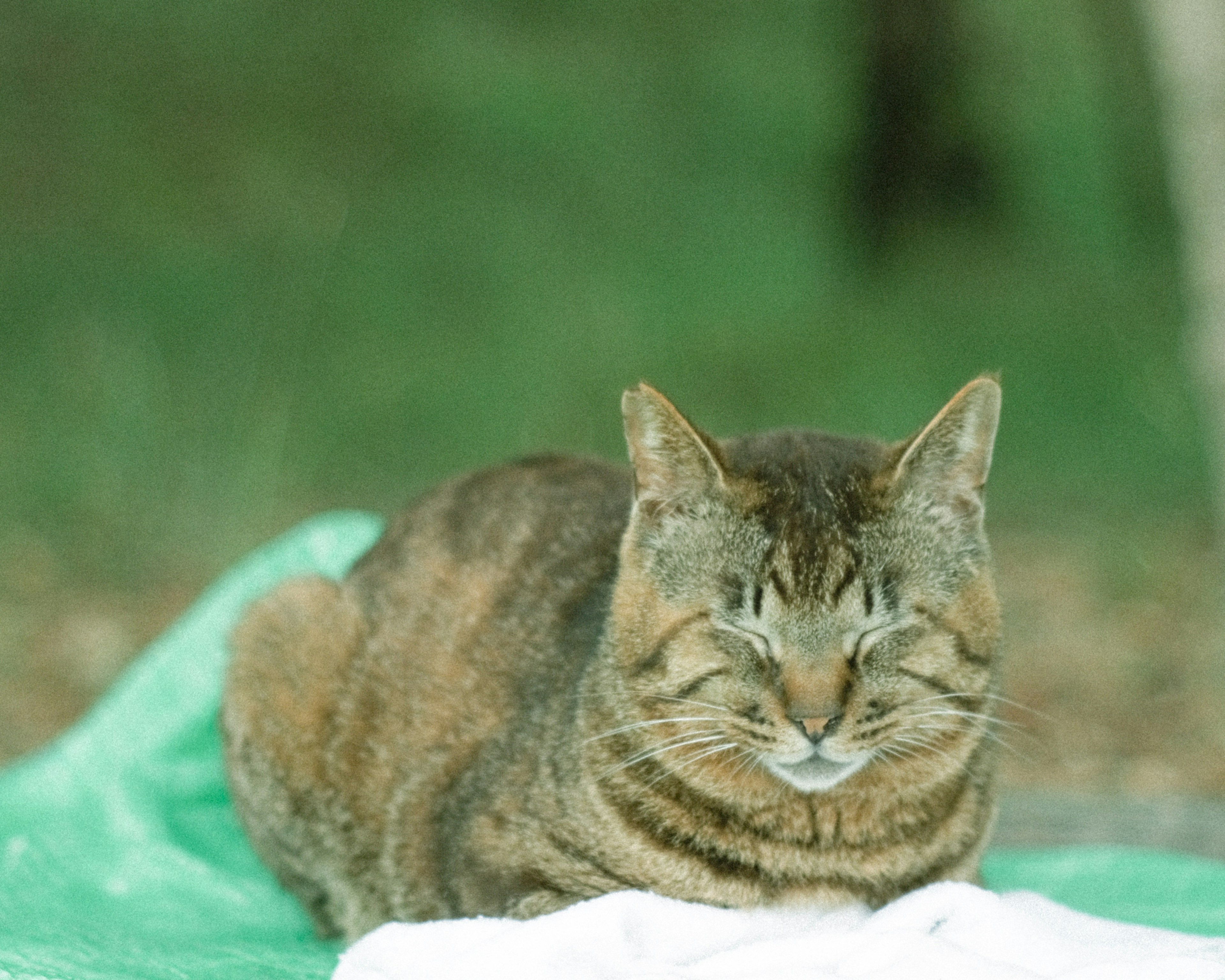 A cat resting on a green background with a white cloth