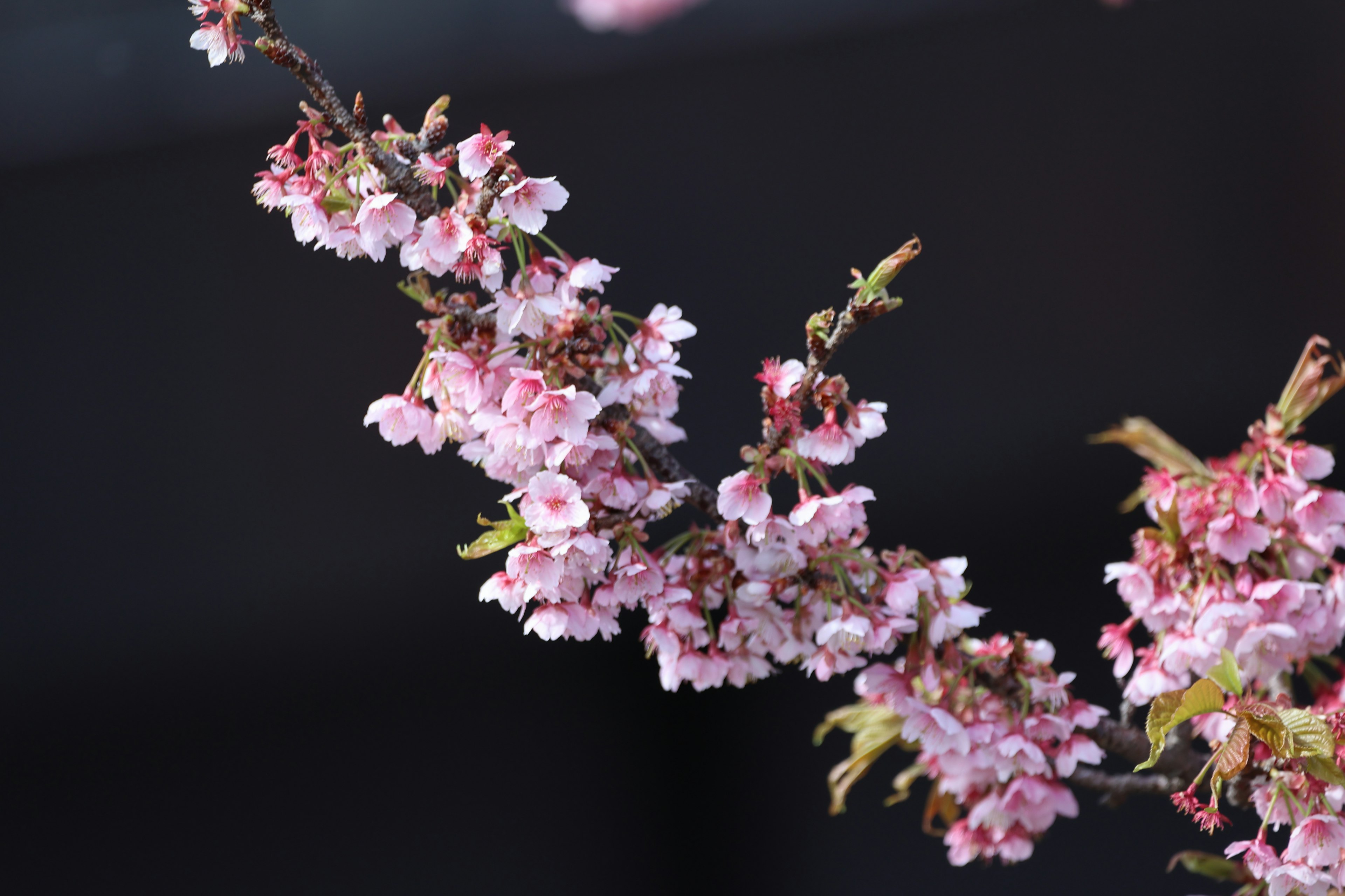 薄いピンクの花が咲く枝のクローズアップ