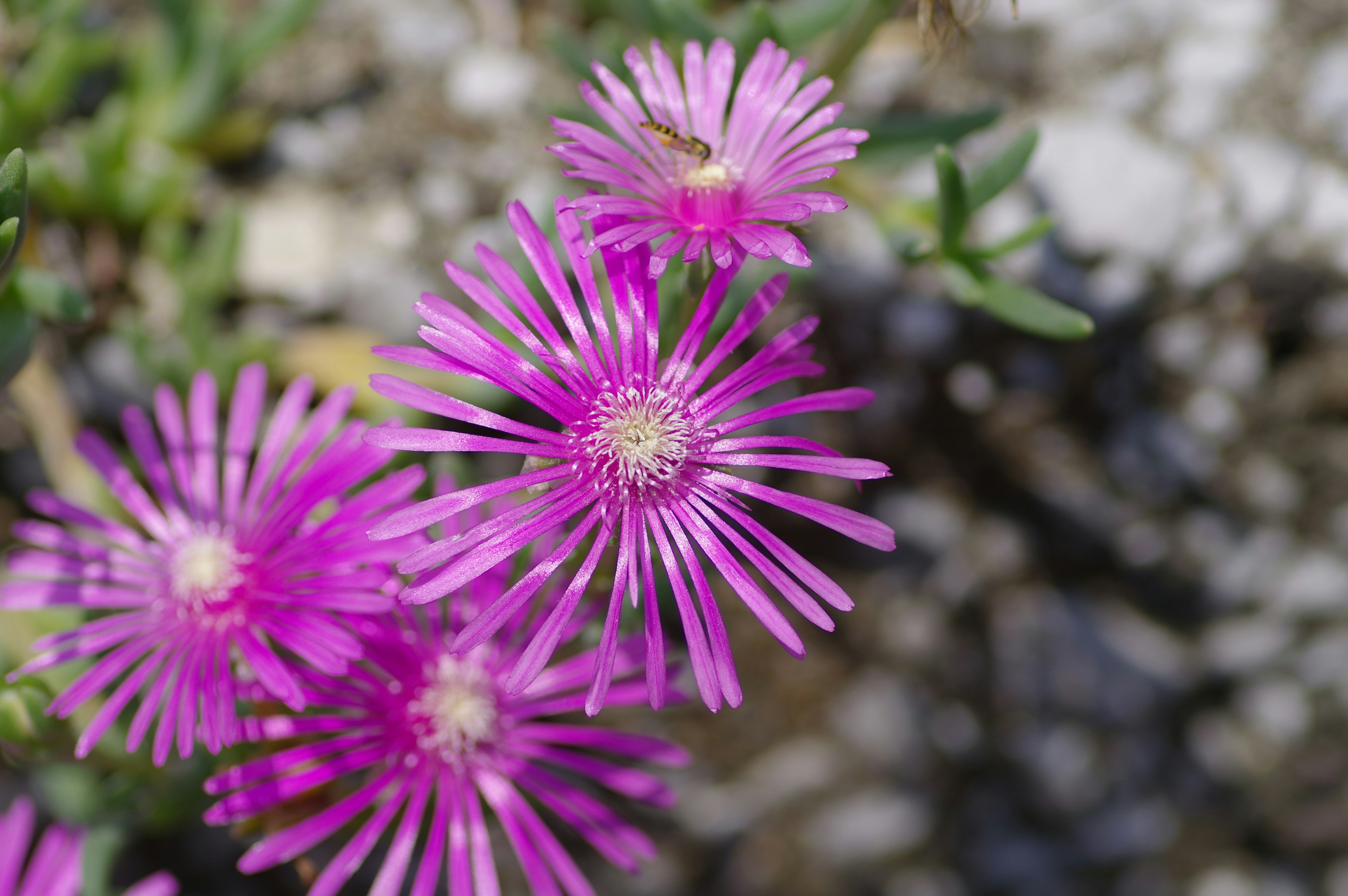 Close-up image of vibrant purple flowers in bloom