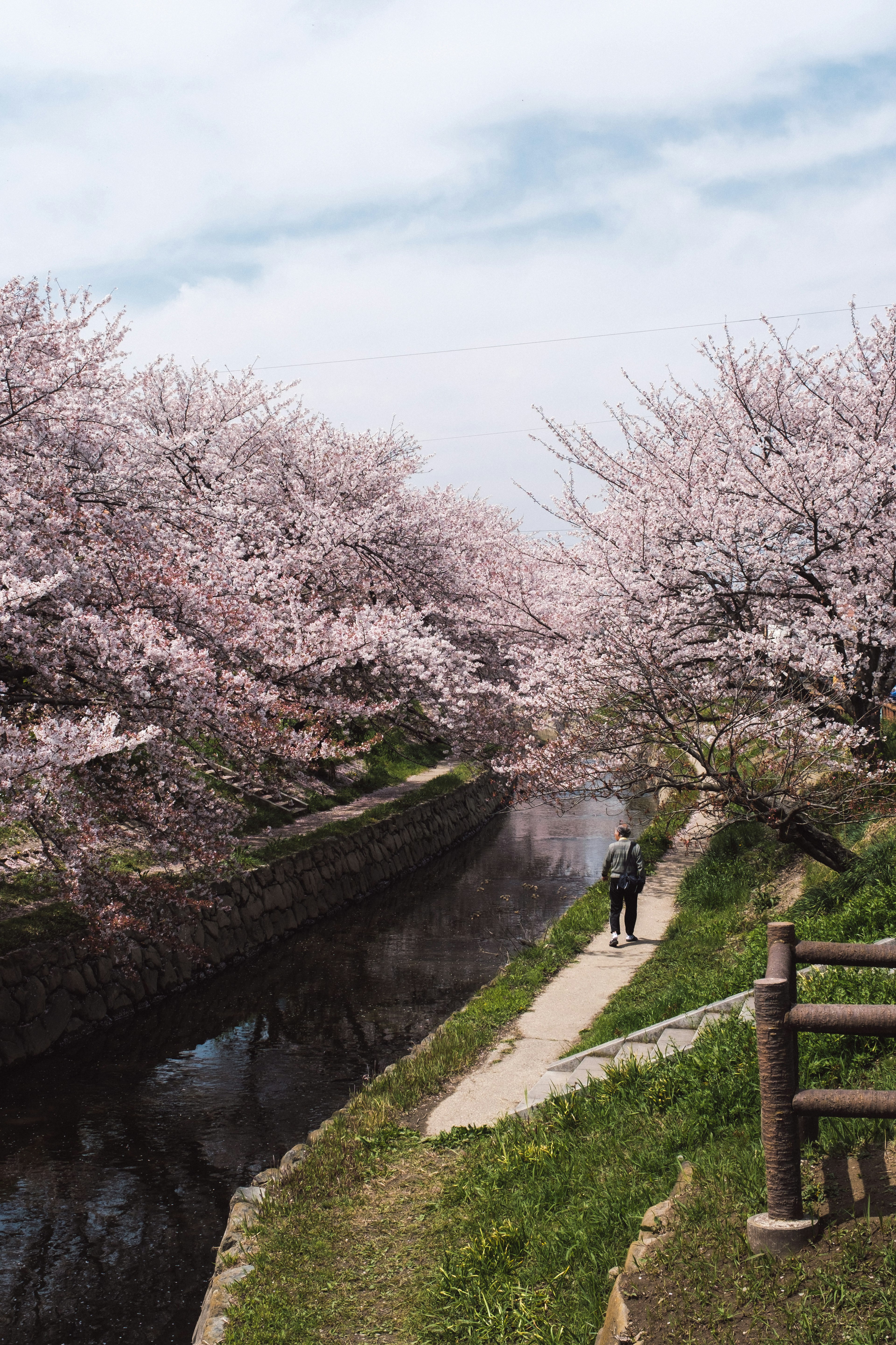 Personne se tenant sur un chemin le long d'une rivière bordée de cerisiers en fleurs