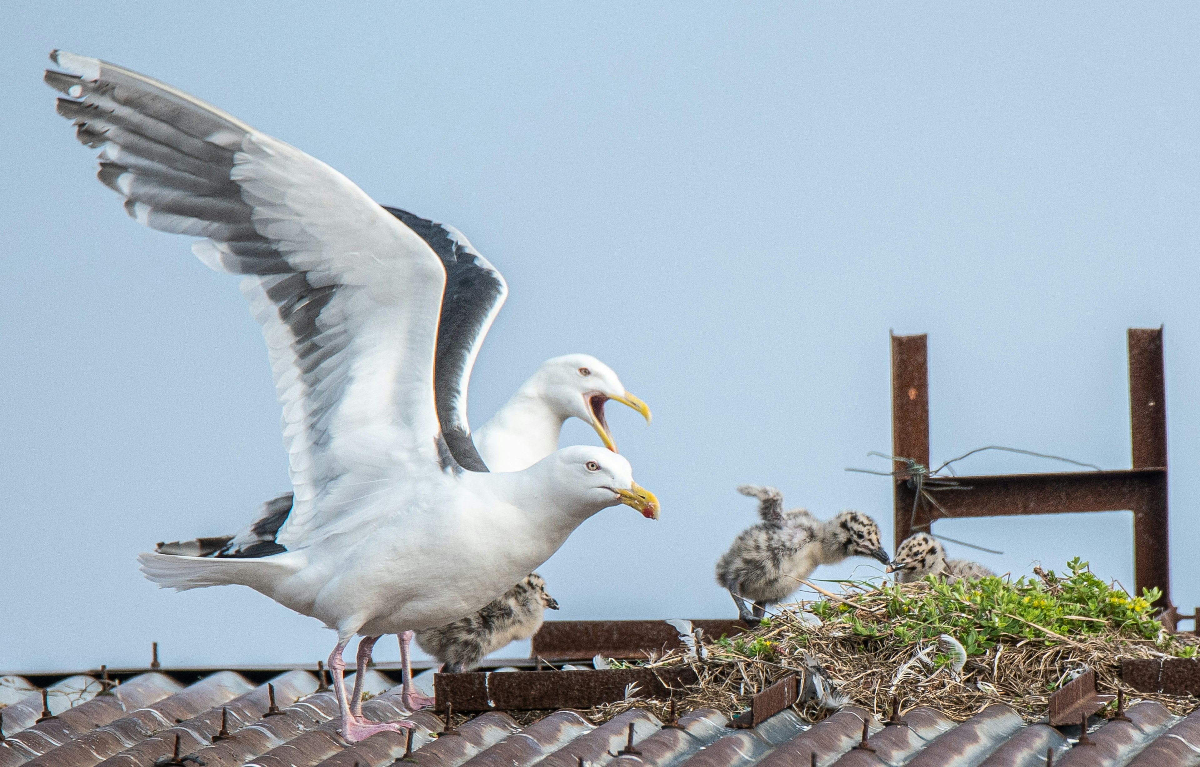 Image of a seagull parent and chicks on a rooftop