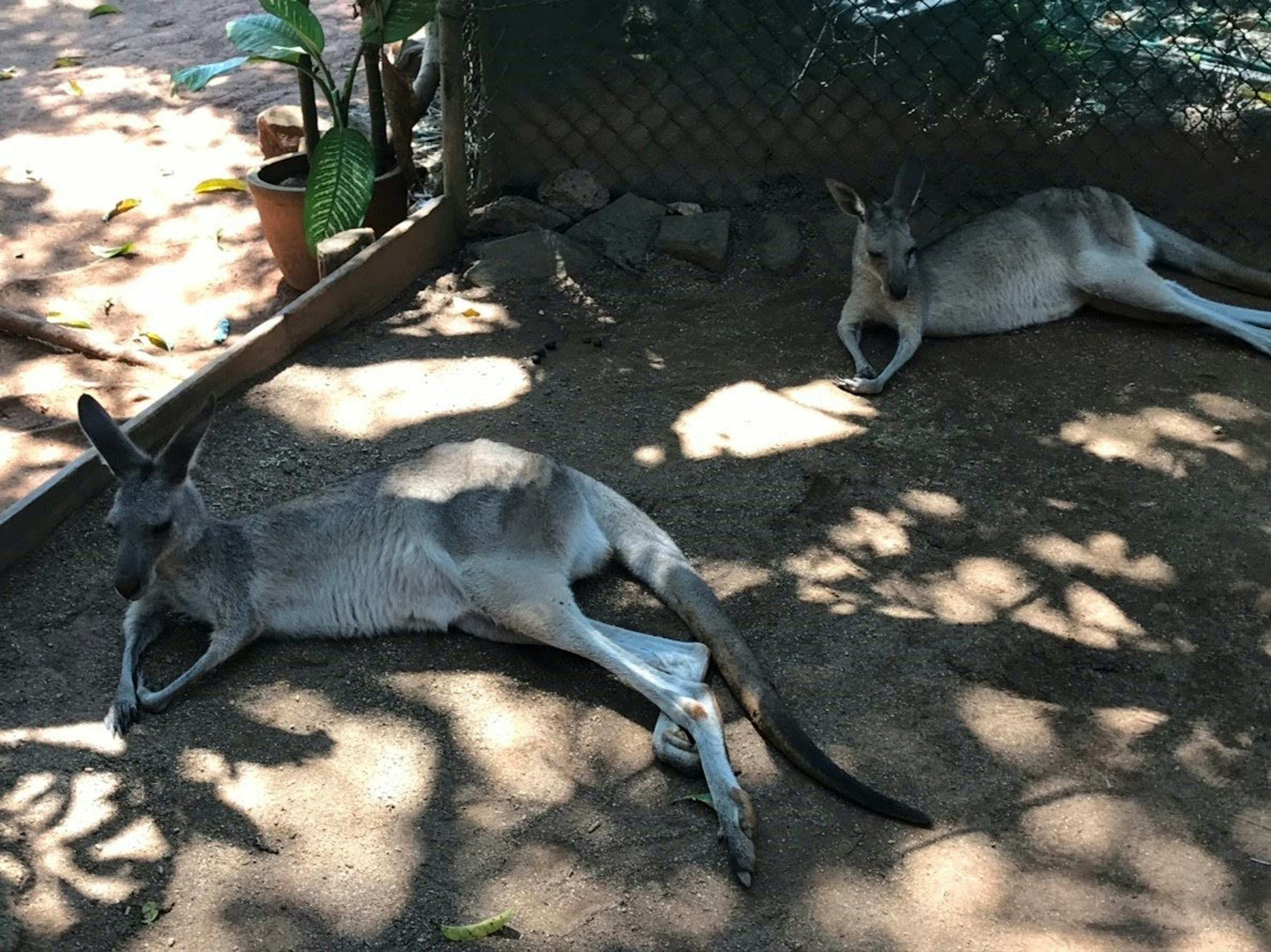 Two kangaroos relaxing in the shade