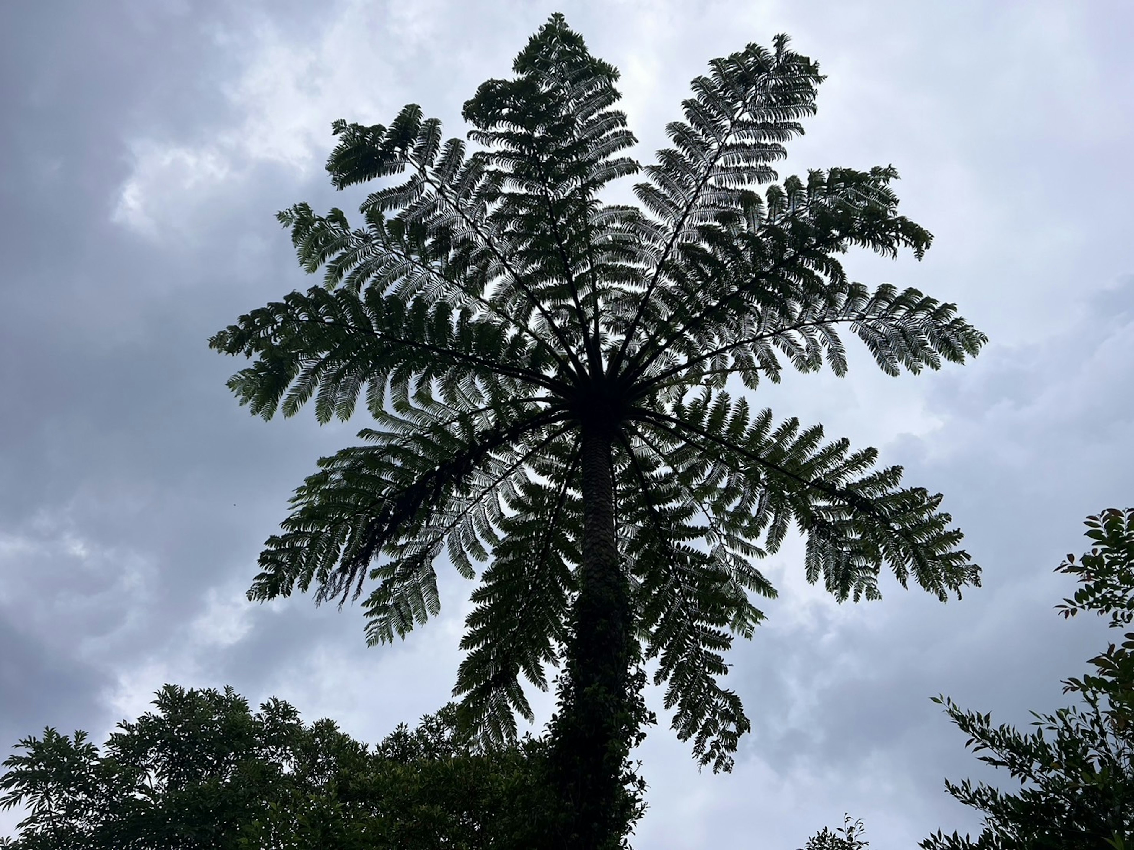 Silueta de un árbol de helecho que se extiende hacia el cielo