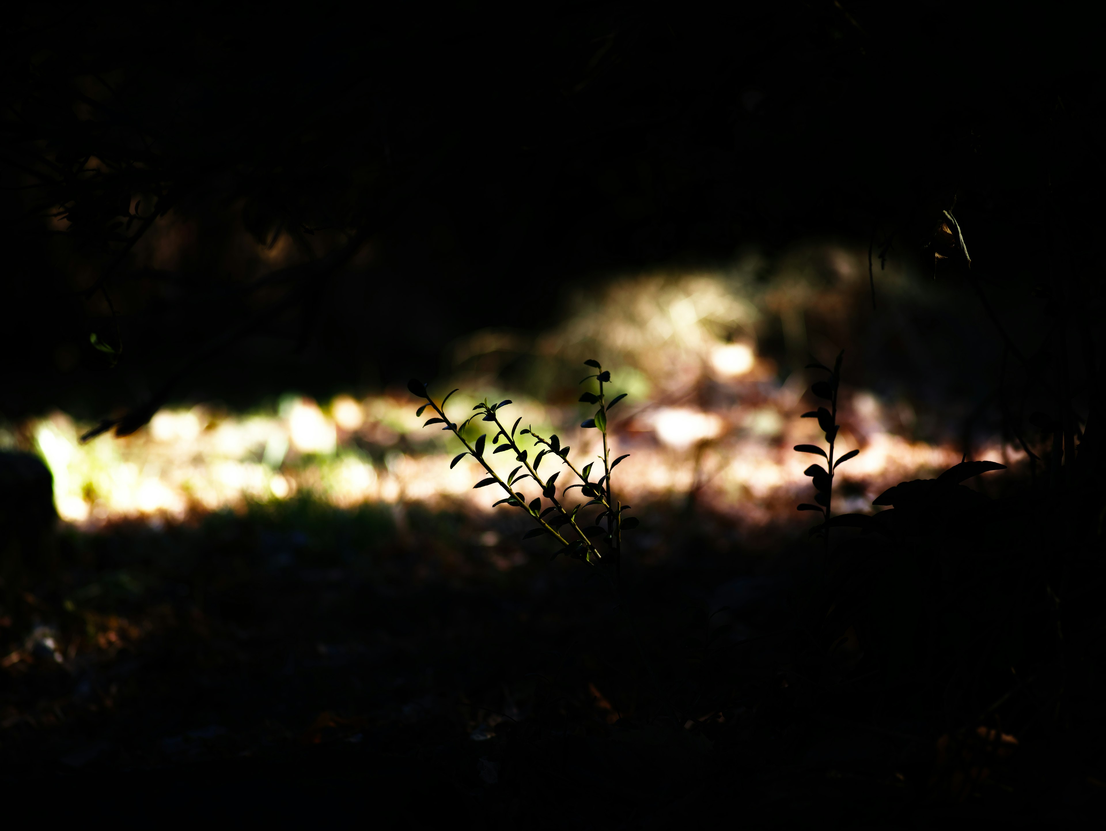 Piccole piante verdi illuminate su uno sfondo scuro