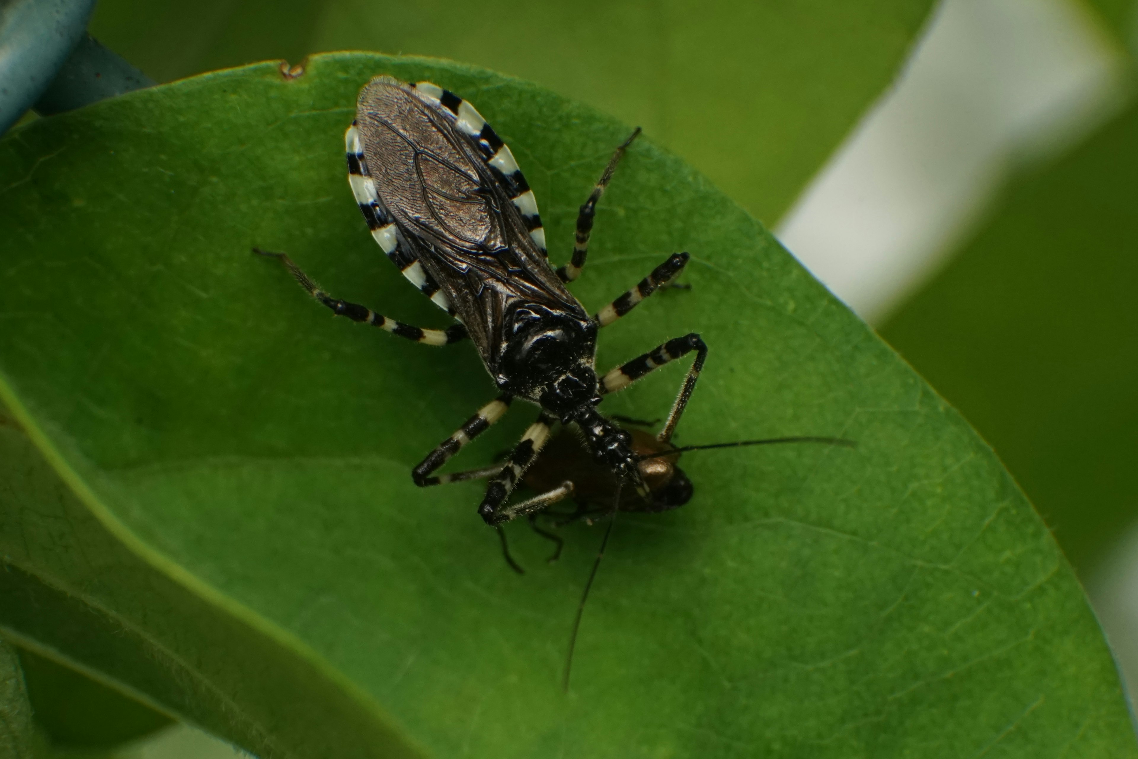 Insecto con rayas negras y blancas sobre una hoja verde