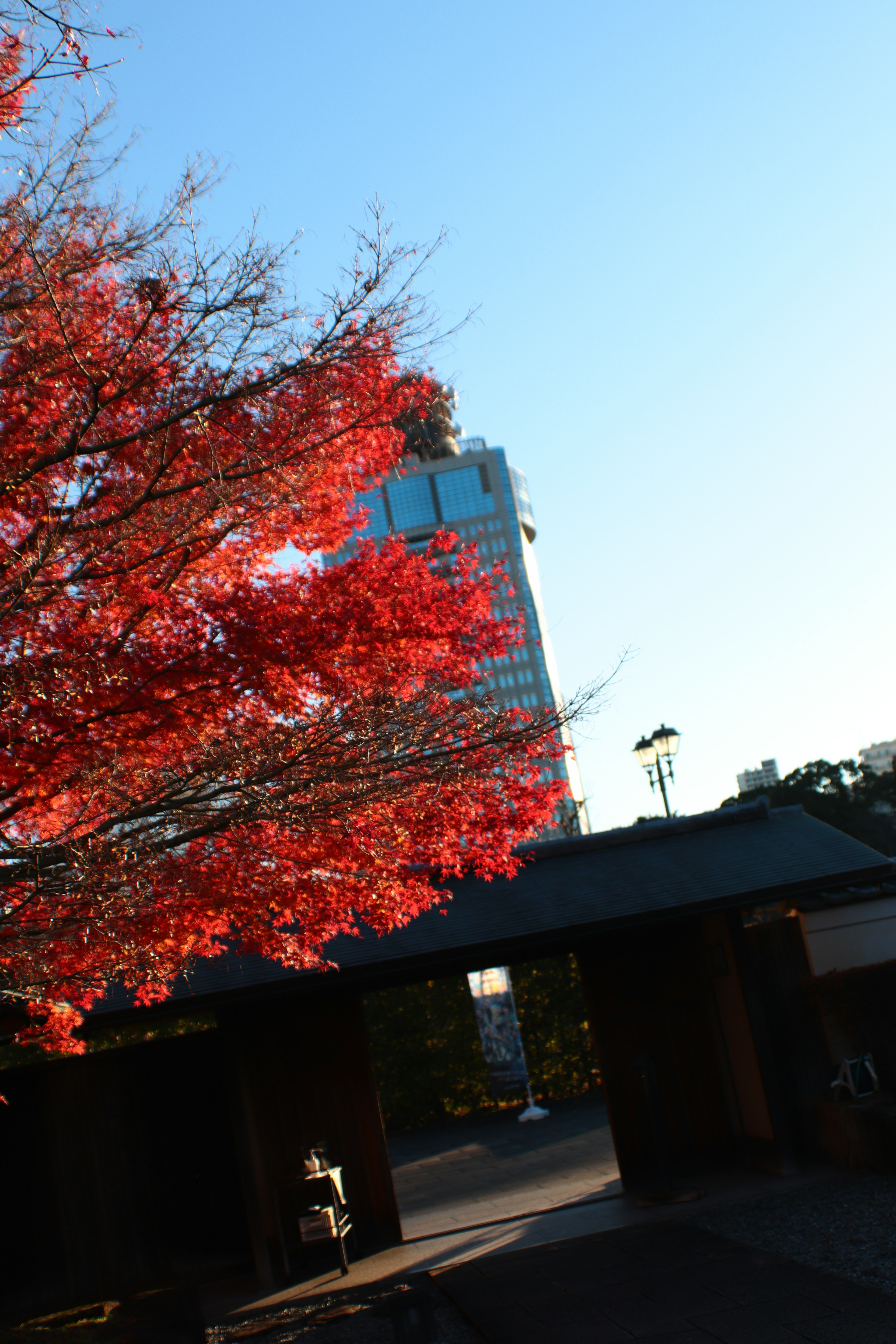 紅葉した木々と青空の背景に建物がある風景