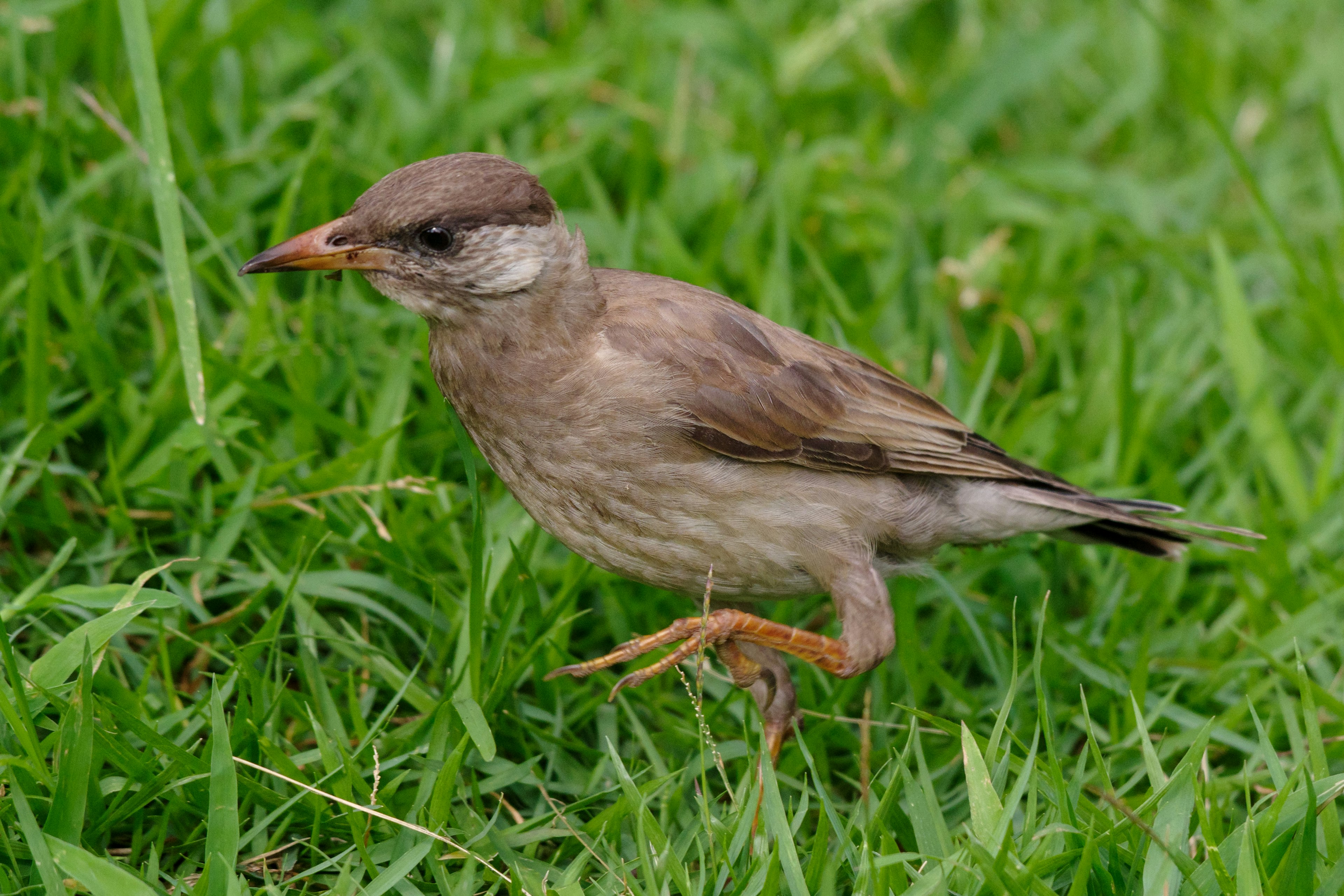 A small bird walking on grass The bird has grayish-brown feathers and bright-colored eyes