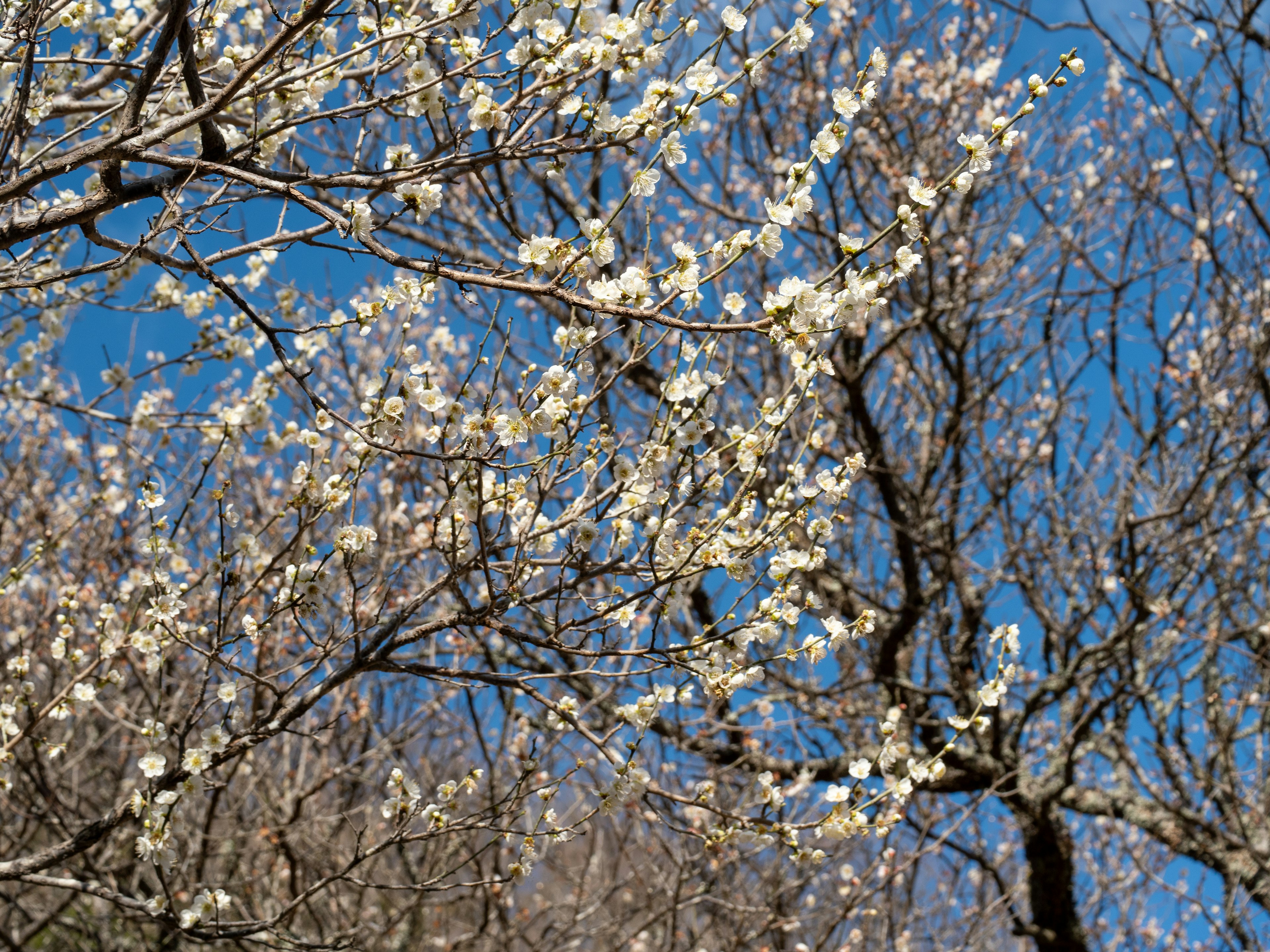 Ramas con flores blancas bajo un cielo azul