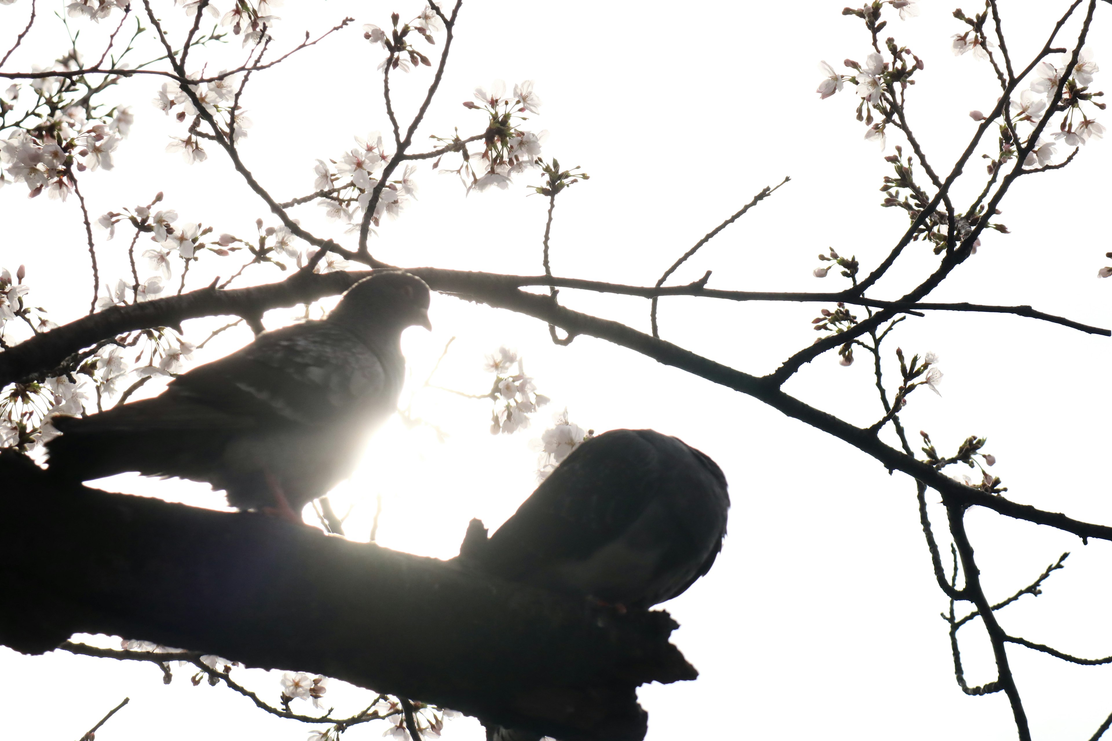 Dos pájaros posados en una rama con luz brillante al fondo