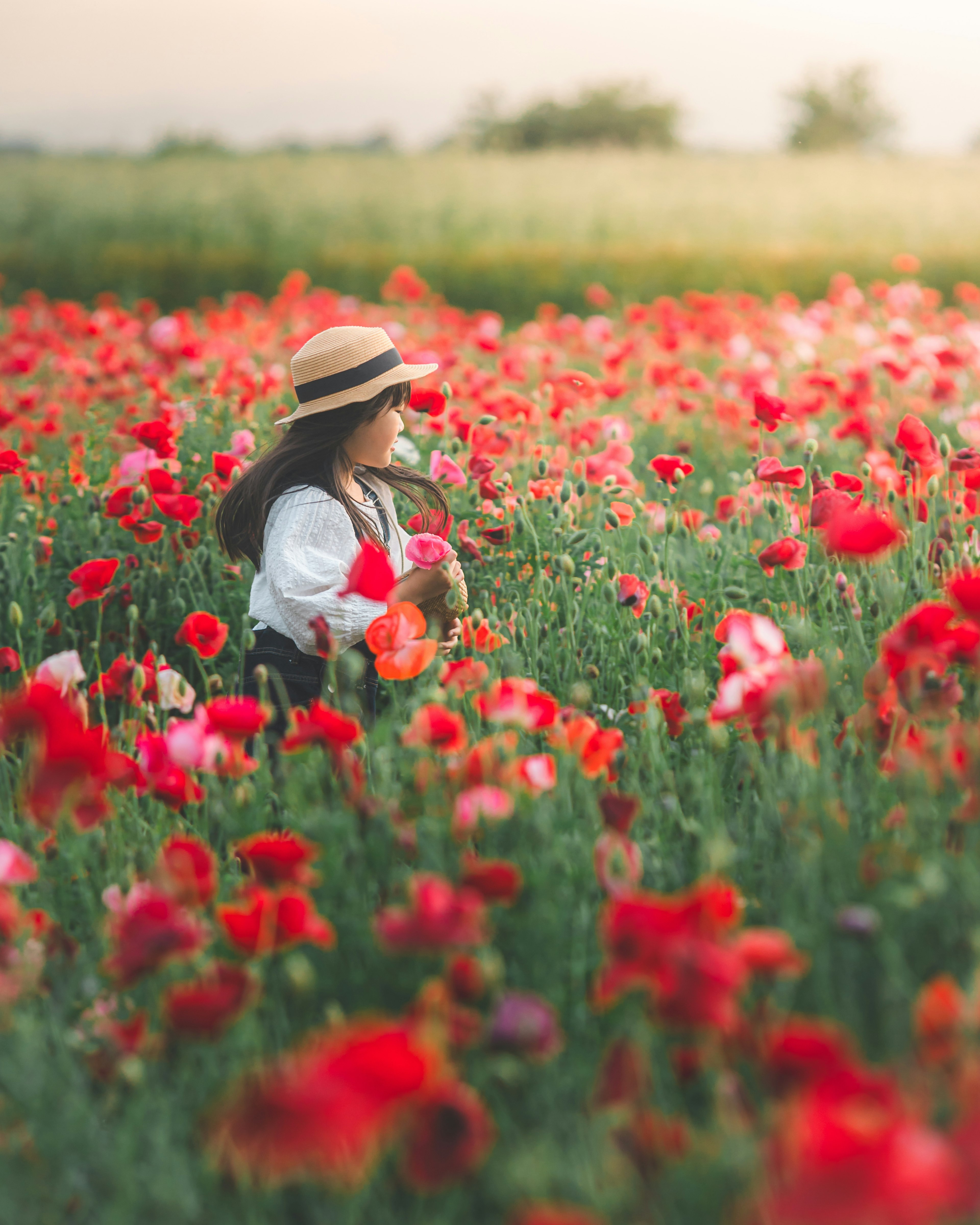 赤いポピーの花畑で帽子をかぶった少女が座っている風景