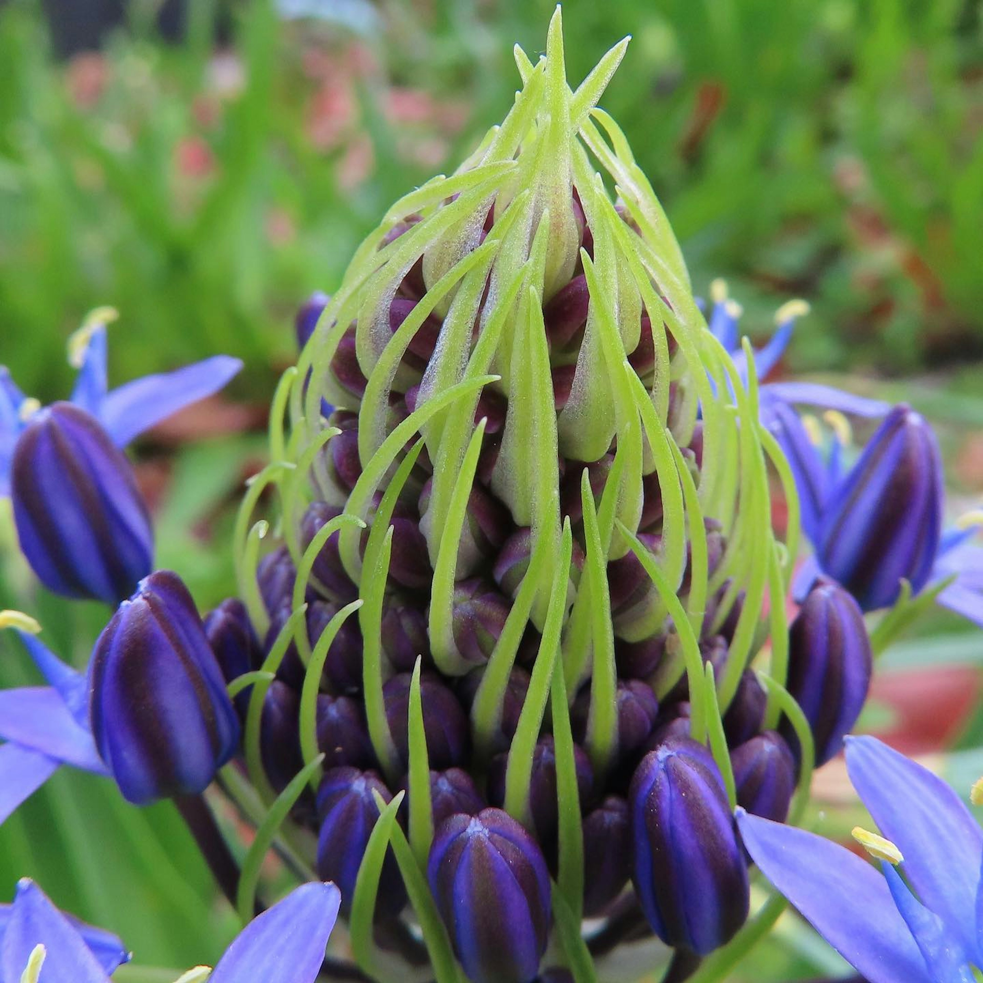 Acercamiento de una flor con botones morados y hojas verdes