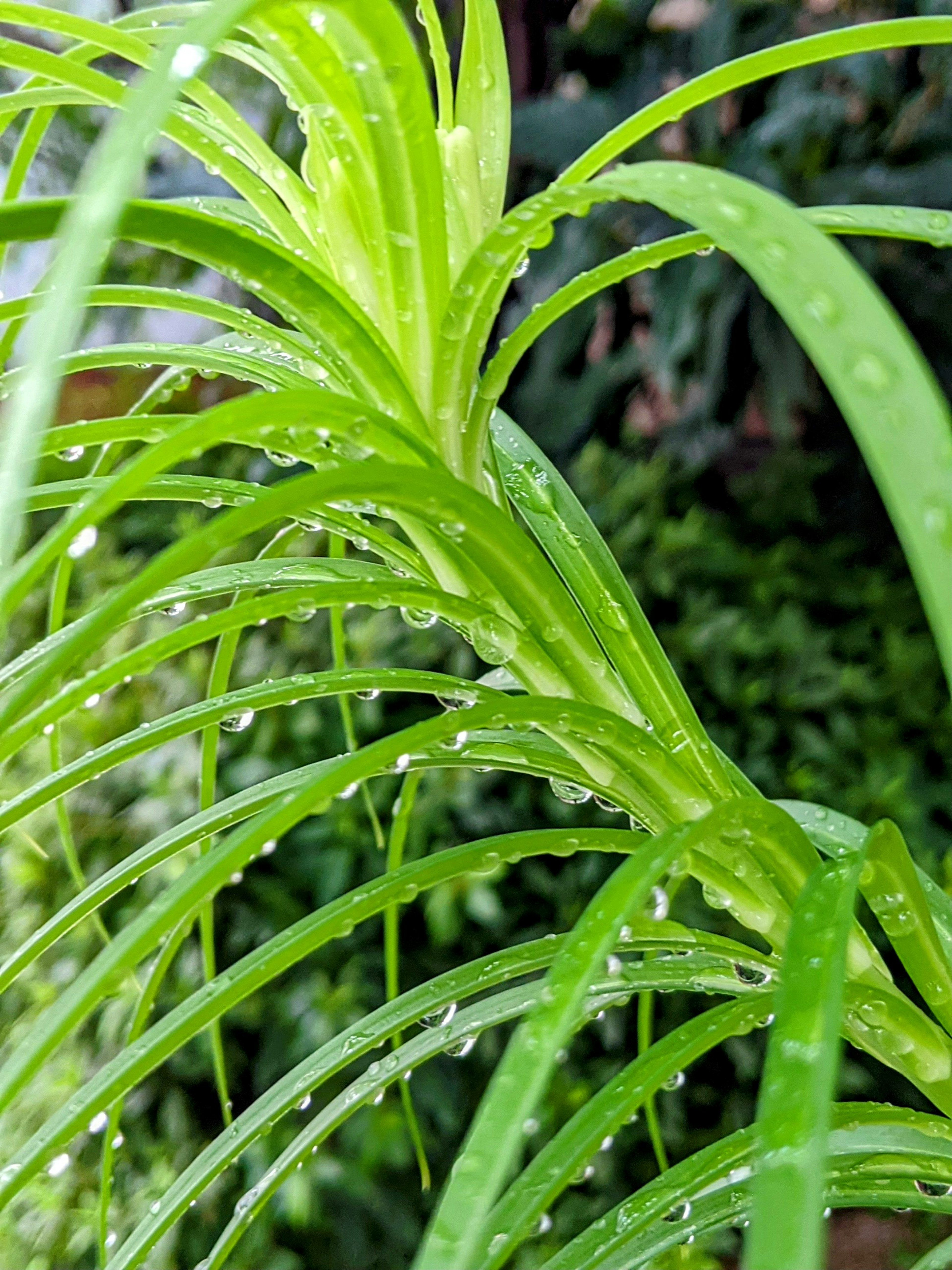 绿色植物叶子的特写，带有水滴