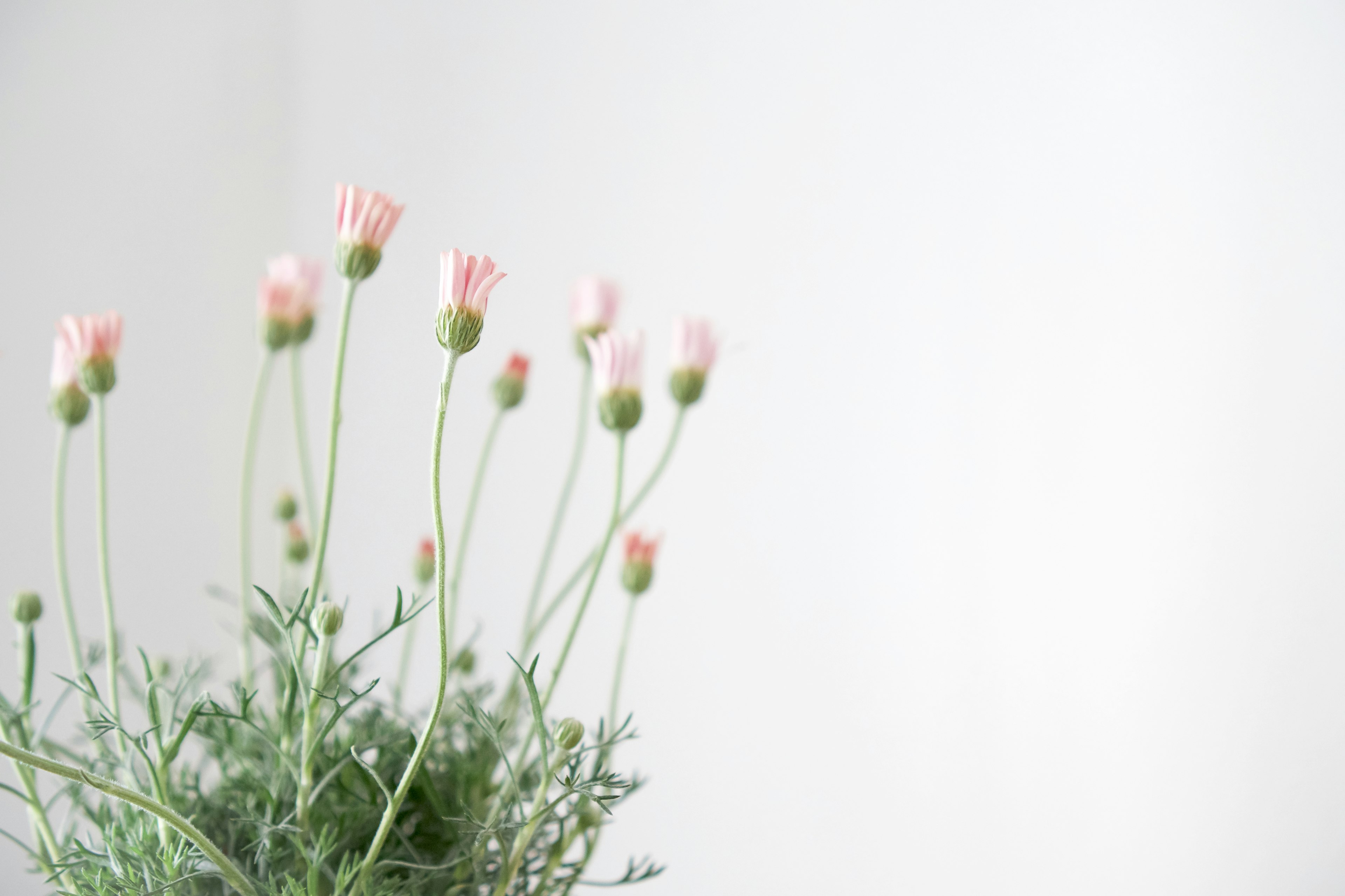 Primer plano de una planta herbácea con flores rosa claro