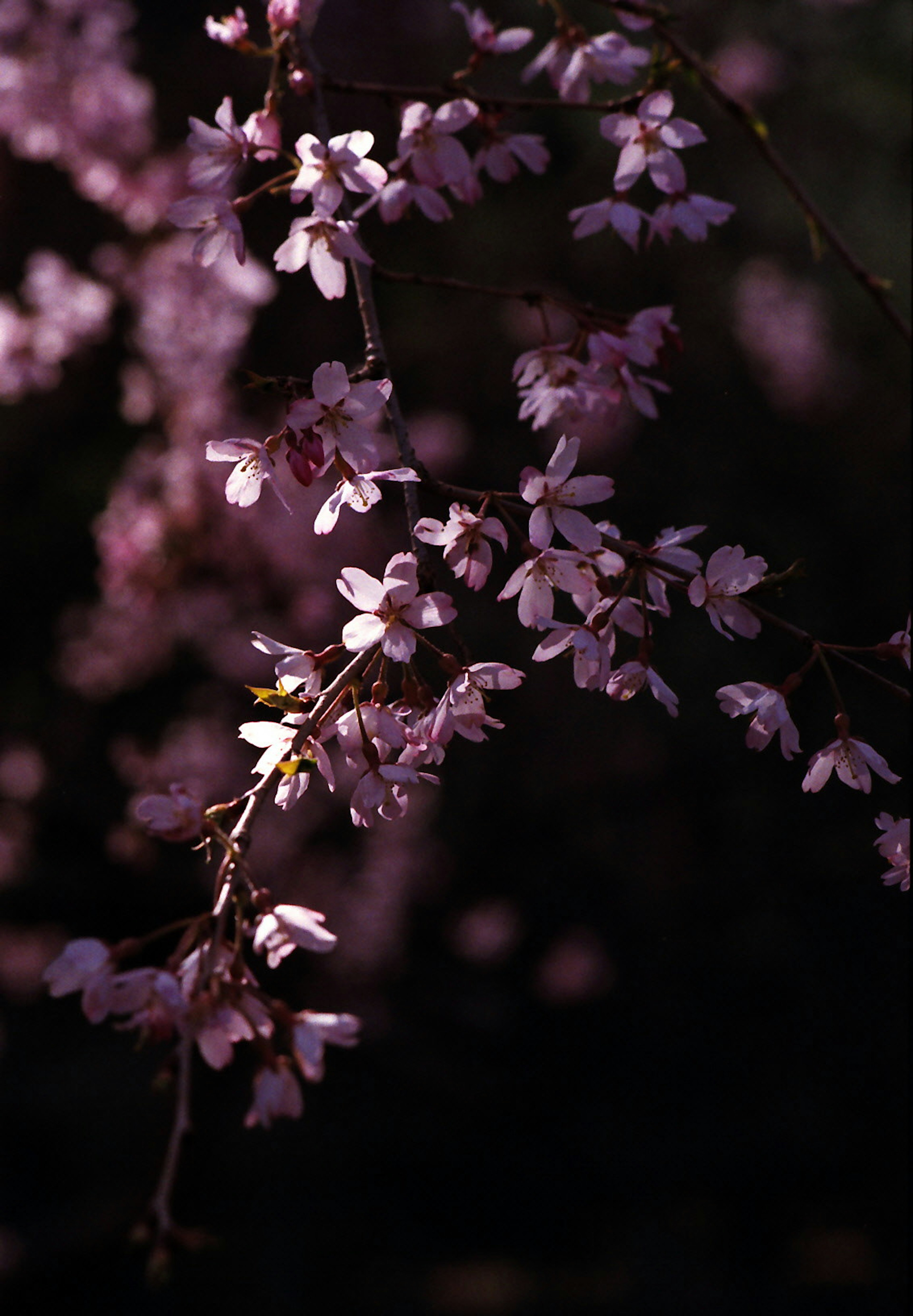 Close-up of a branch with delicate pink blossoms