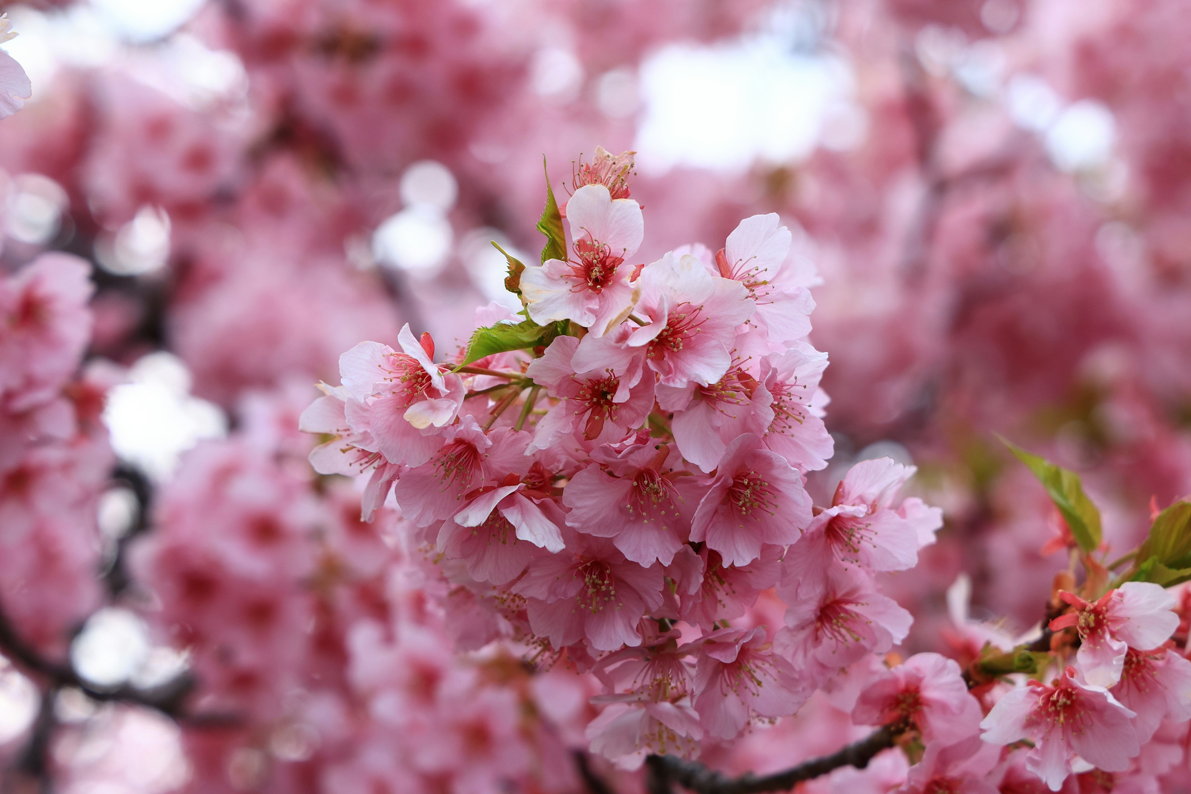 桜の花が満開の状態で、淡いピンク色の花びらが特徴的