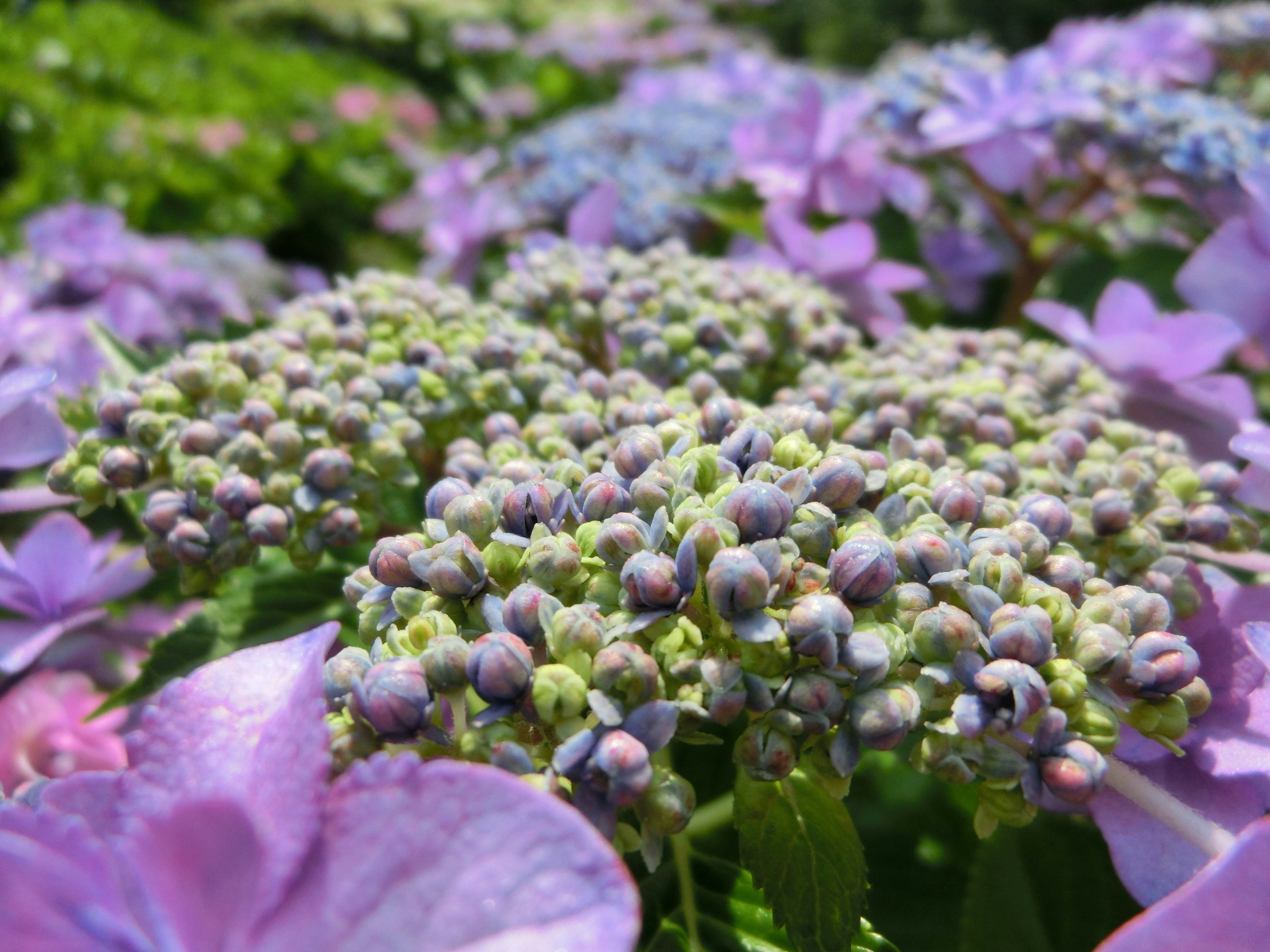 Primer plano de flores de hortensia con pétalos morados y grupos de capullos