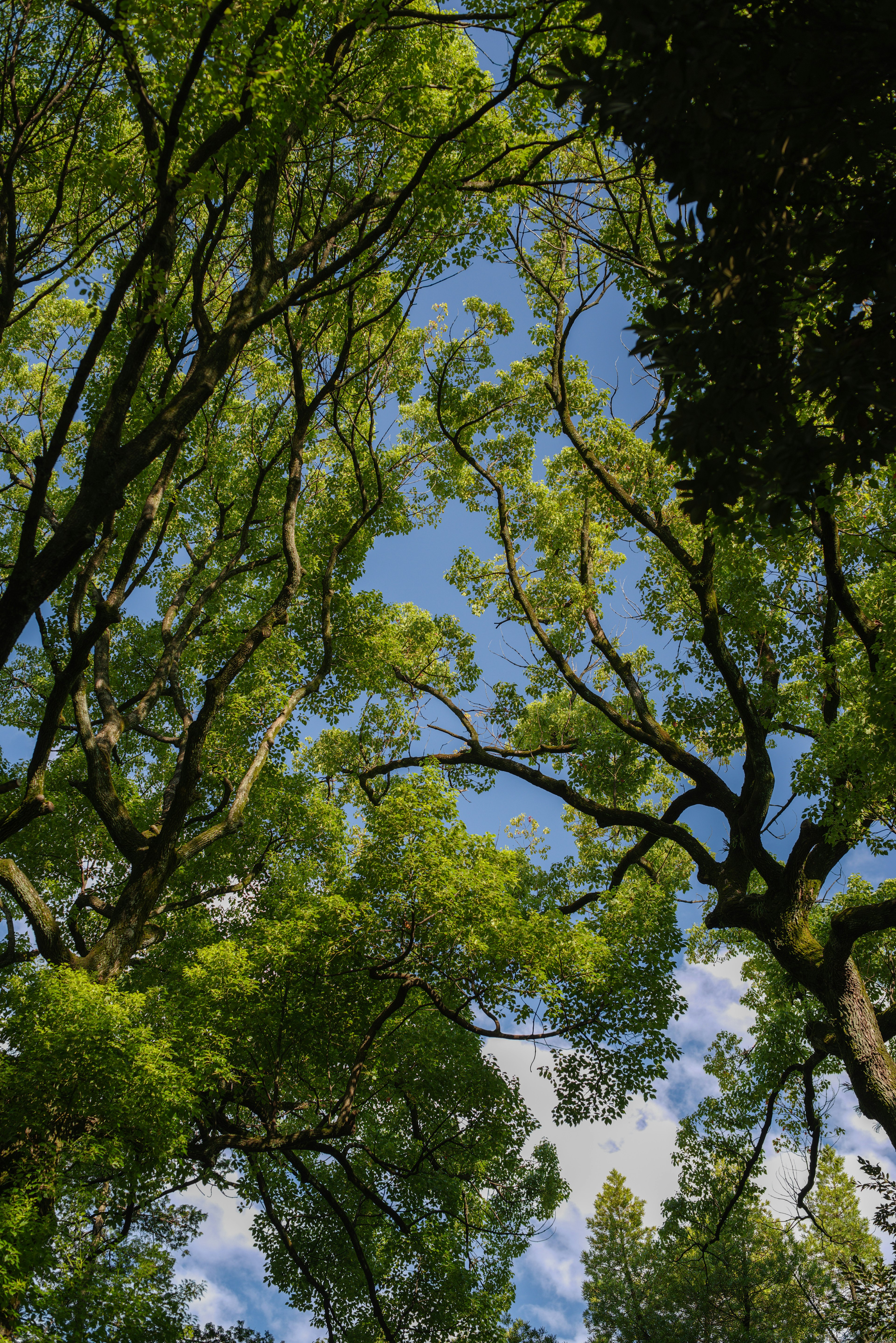 Blick auf grüne Baumkronen vor blauem Himmel