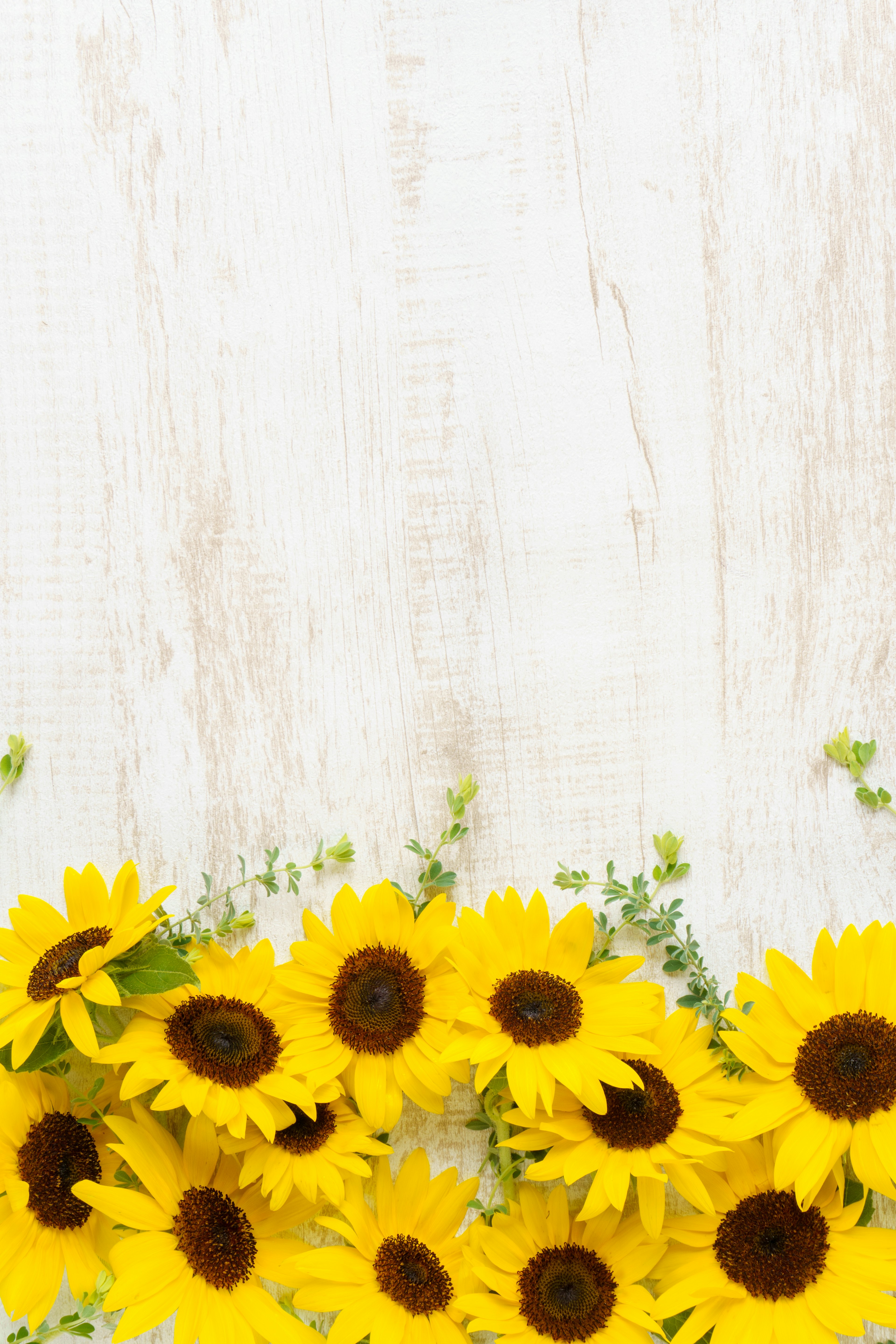 Girasoli luminosi disposti su uno sfondo in legno bianco