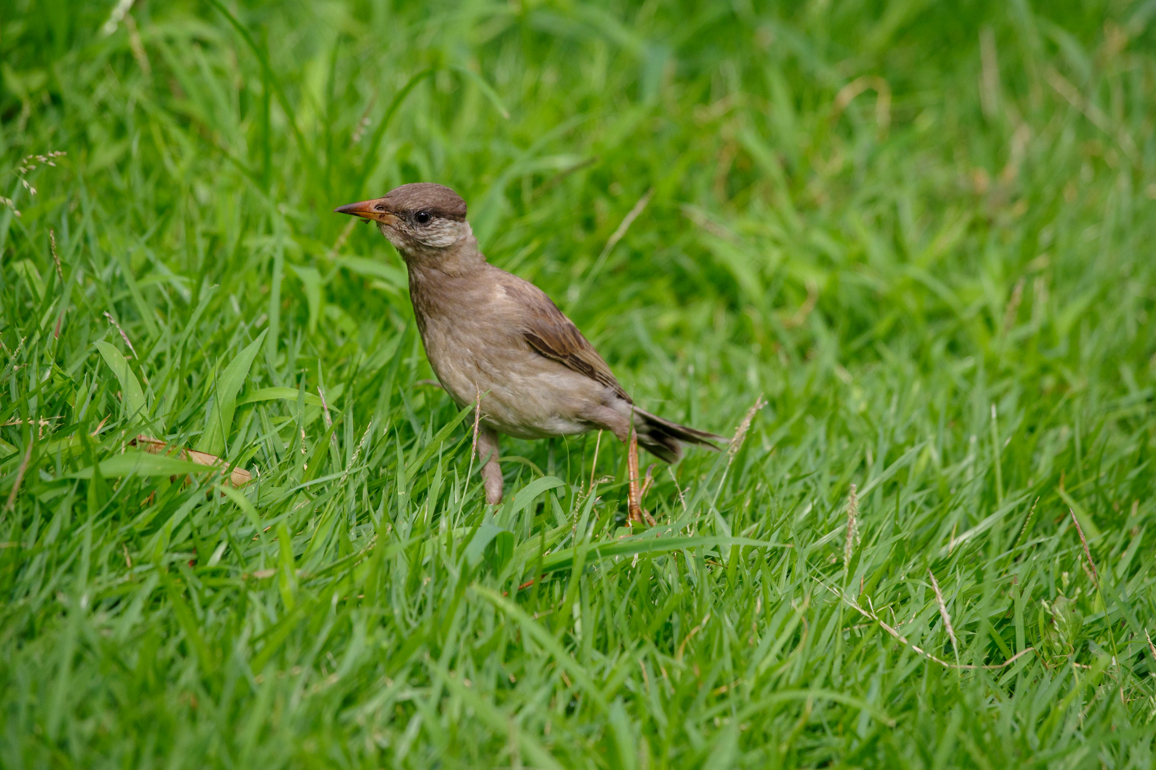 Burung kecil berdiri di atas rumput hijau