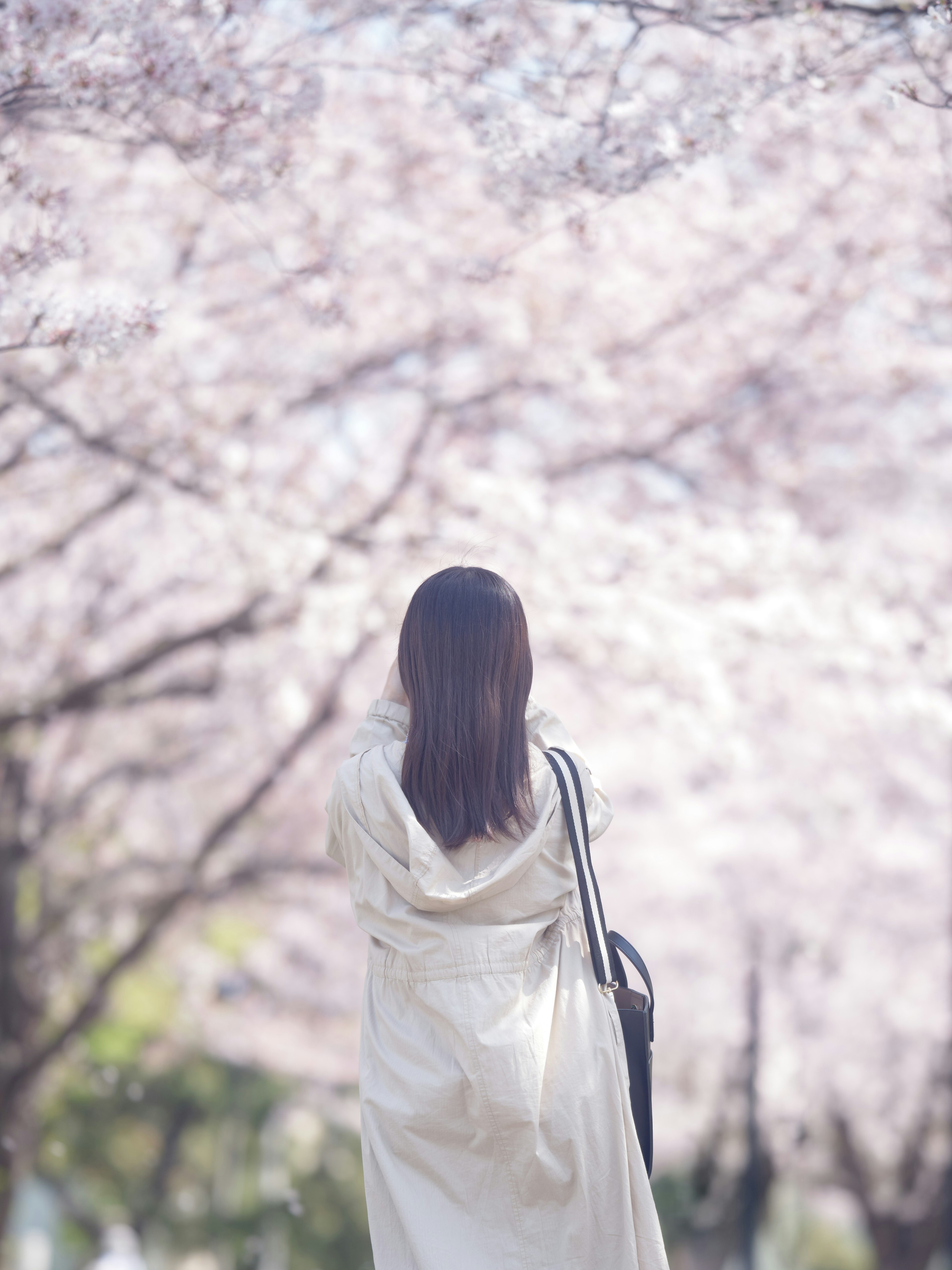 A woman standing under cherry blossom trees looking back