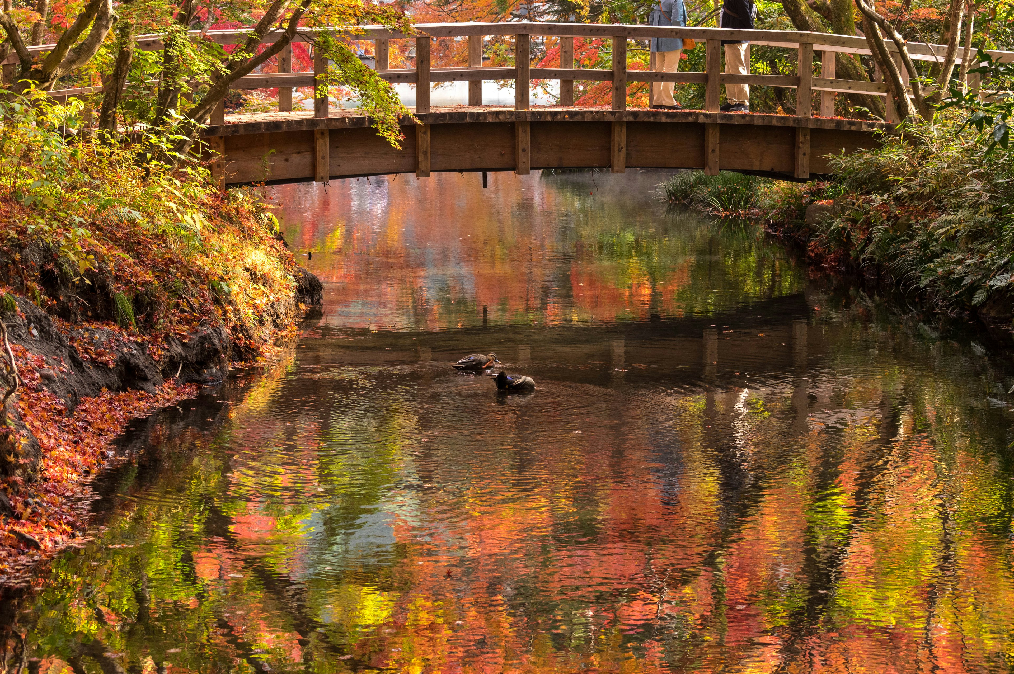 Stream reflecting autumn colors with wooden bridge