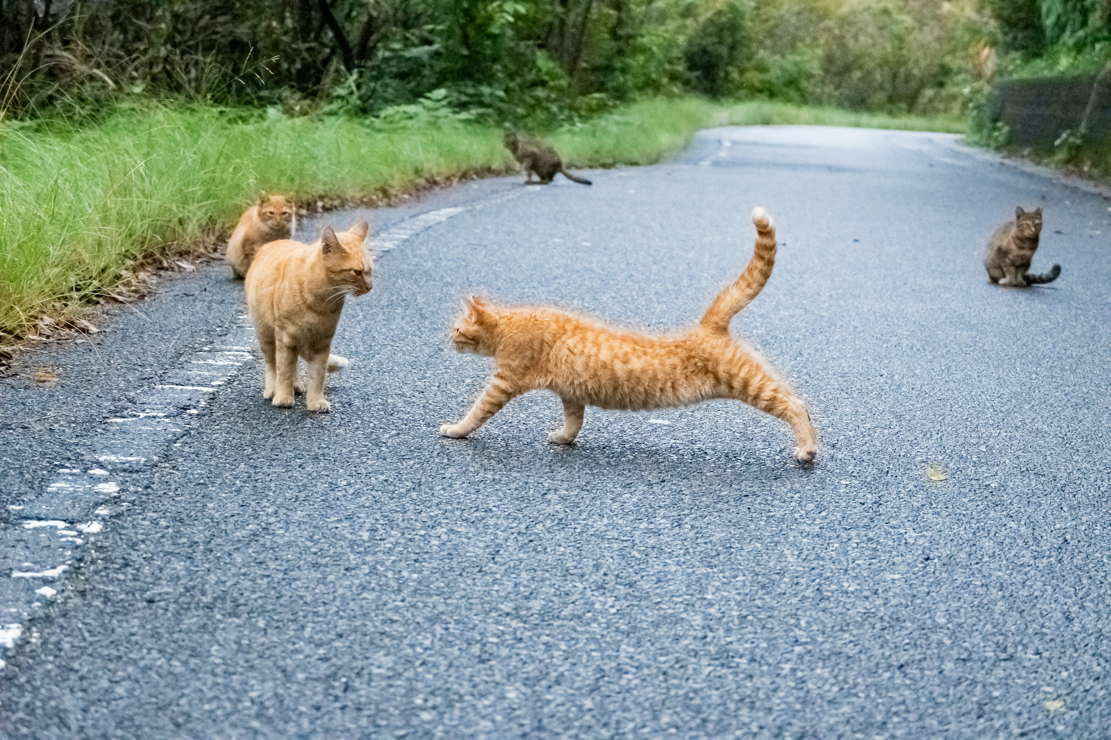 Vier Katzen interagieren auf einer Straße mit grünem Hintergrund