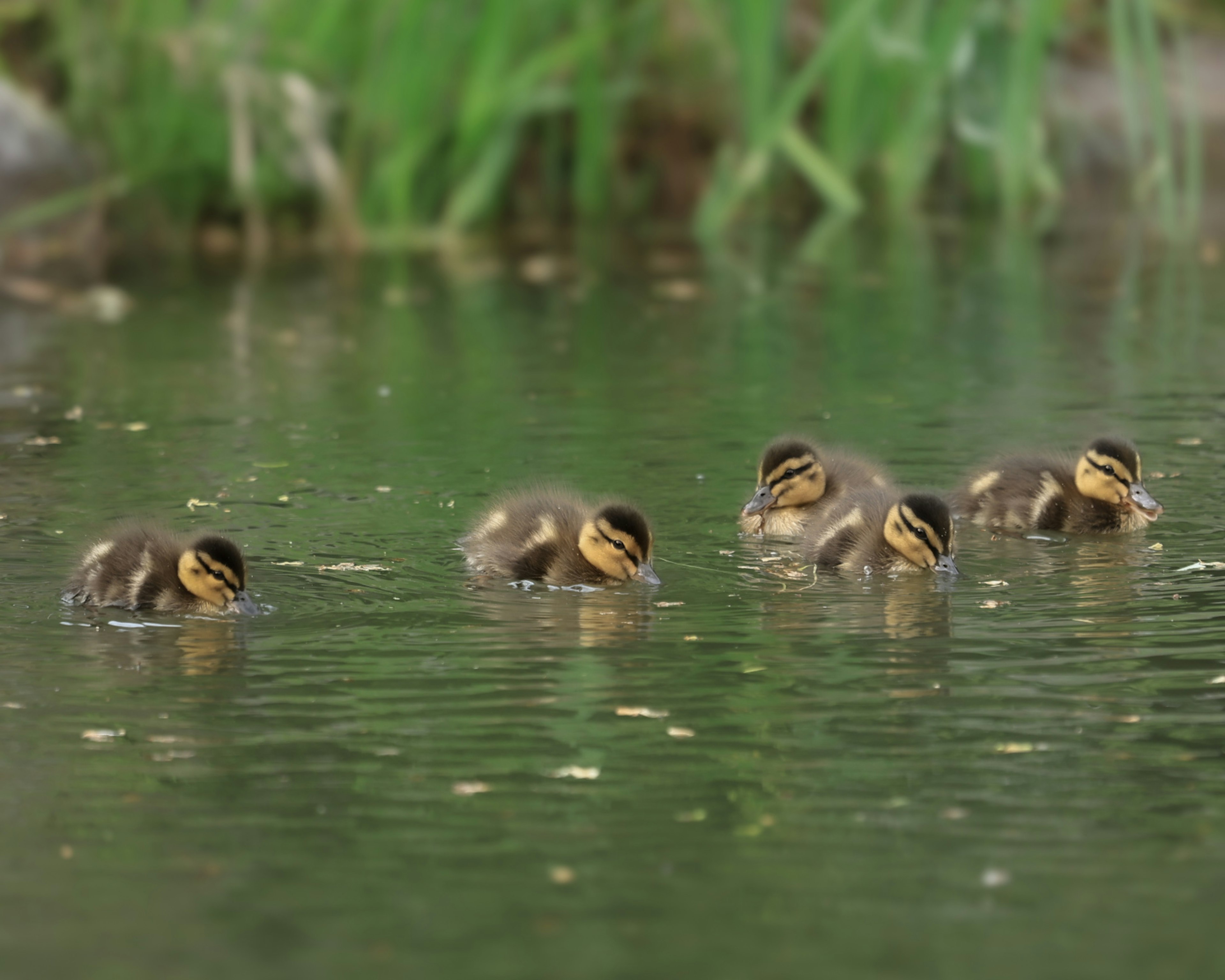 水面で泳ぐ5羽のカモのひなたちが映っている