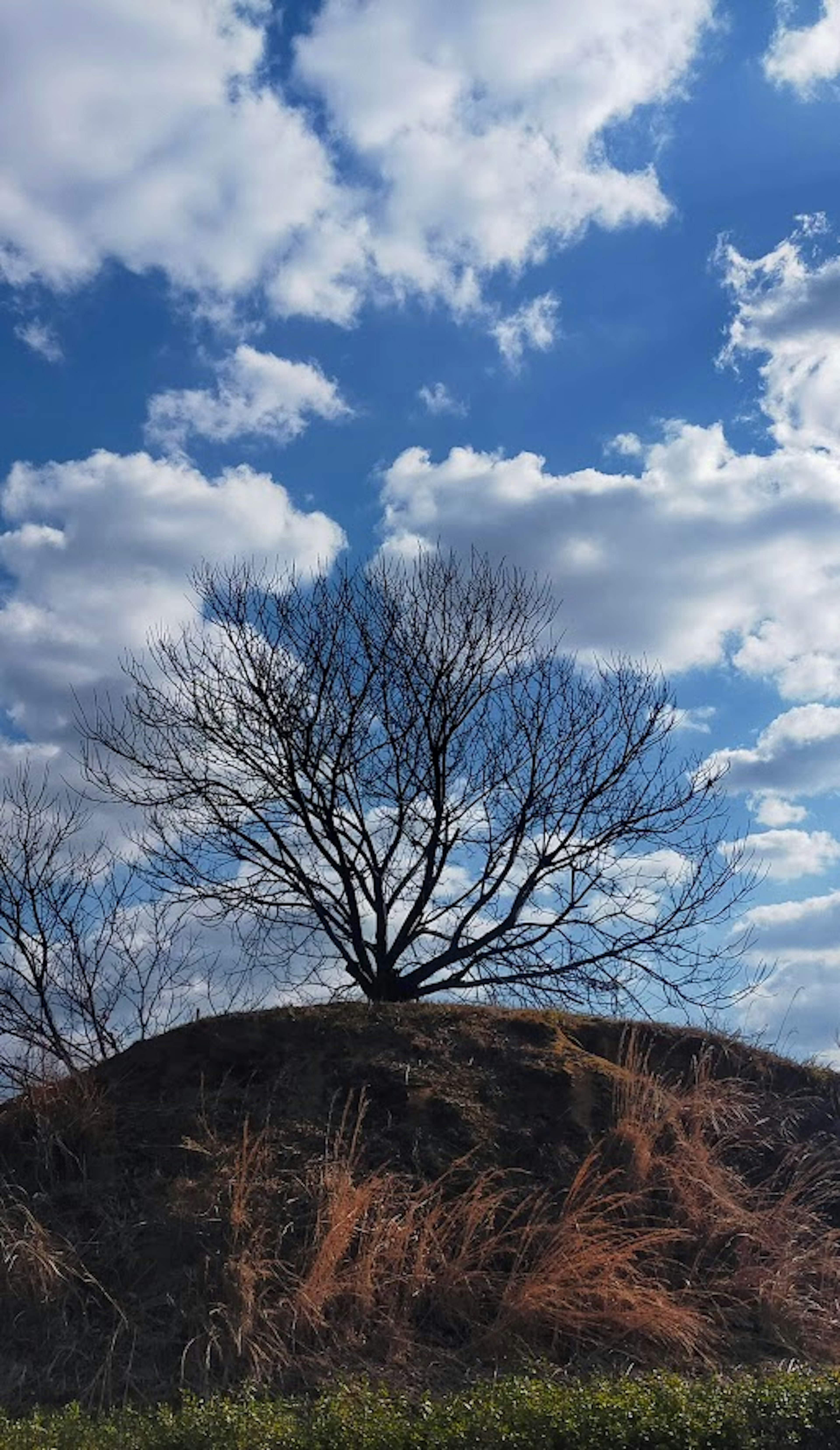 Silhouette of a bare tree against a blue sky with white clouds