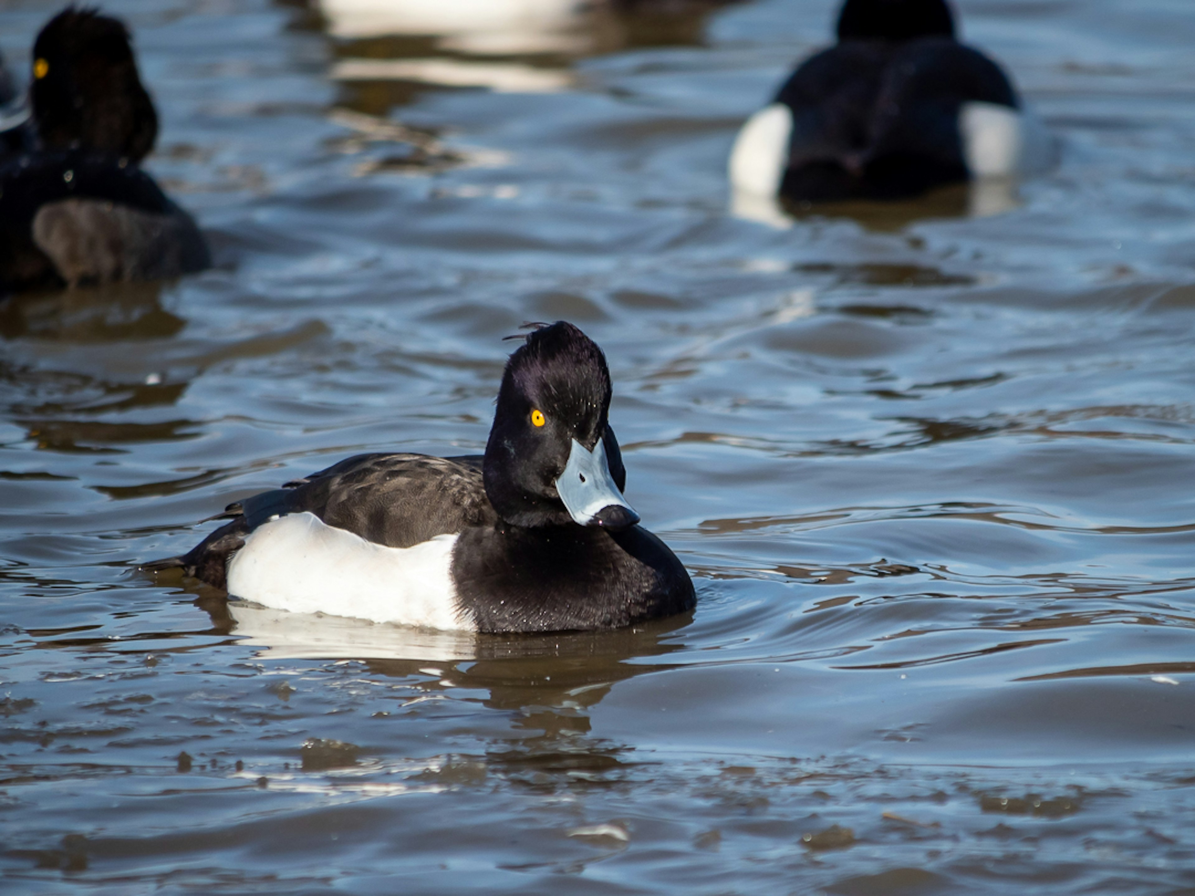 Eine Gruppe von Enten, die auf dem Wasser schwimmt und ihre einzigartigen Federfarben zeigt