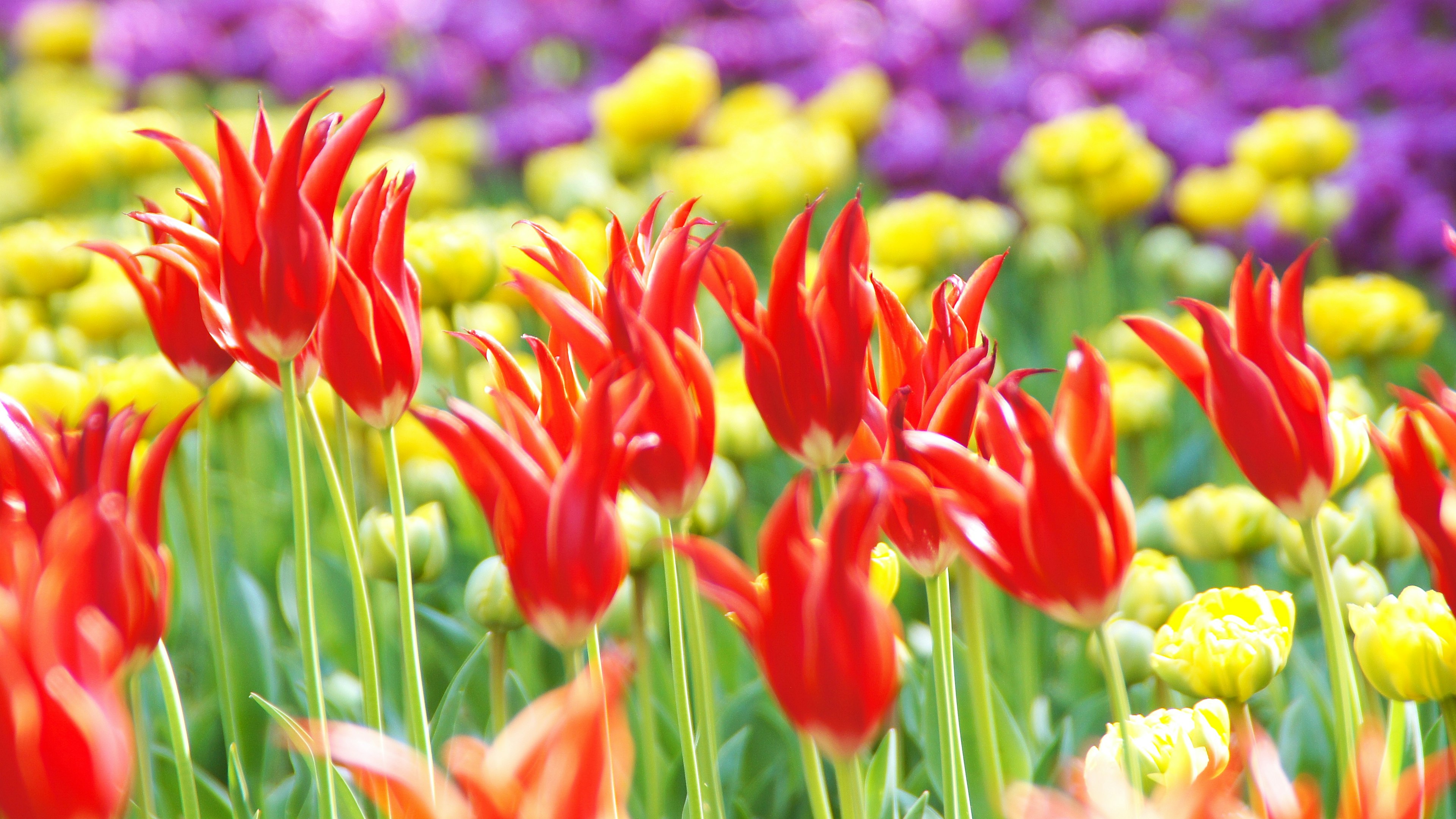 Kebun bunga yang cerah dengan tulip merah dan bunga kuning