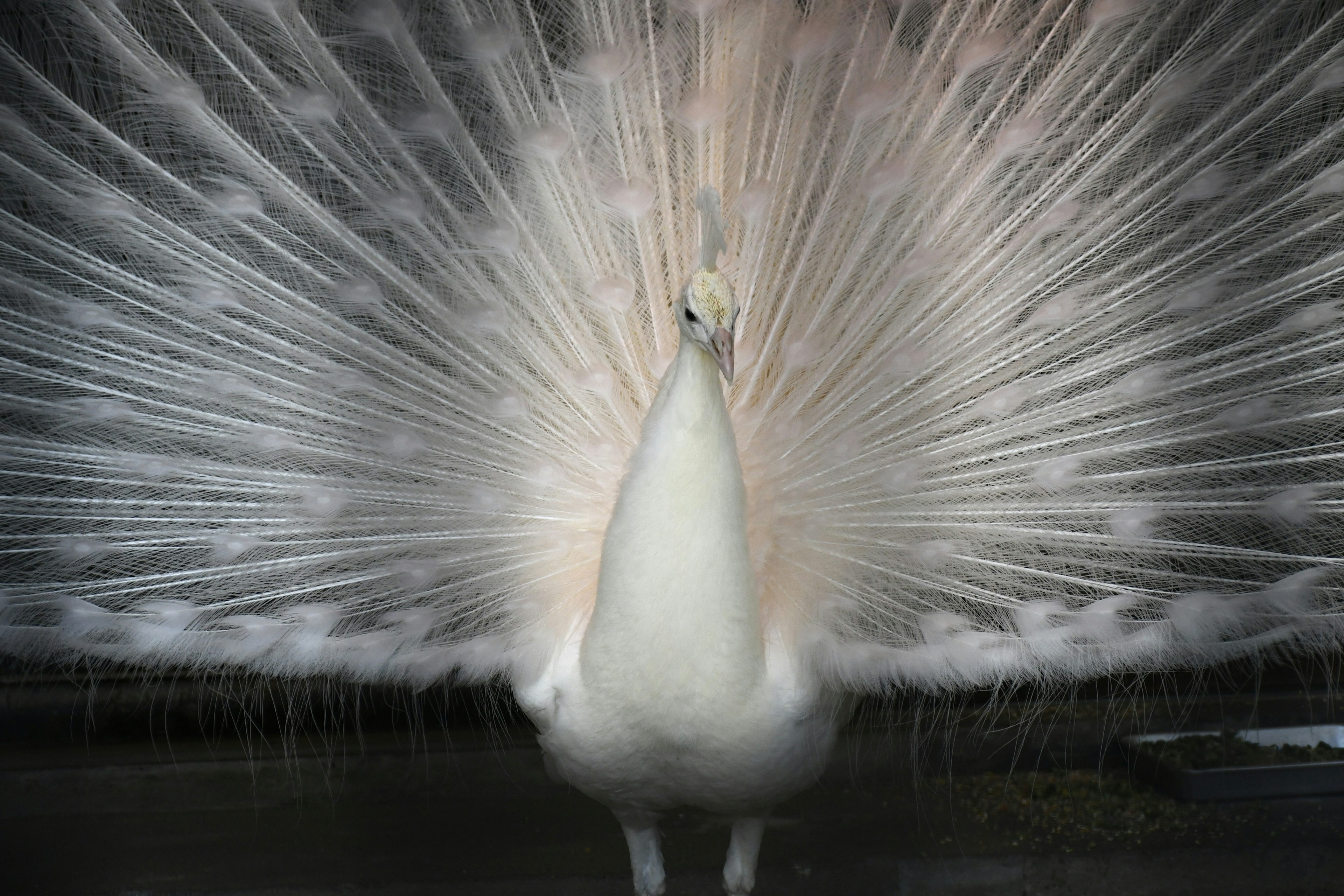 A white peacock displaying its stunning plumage