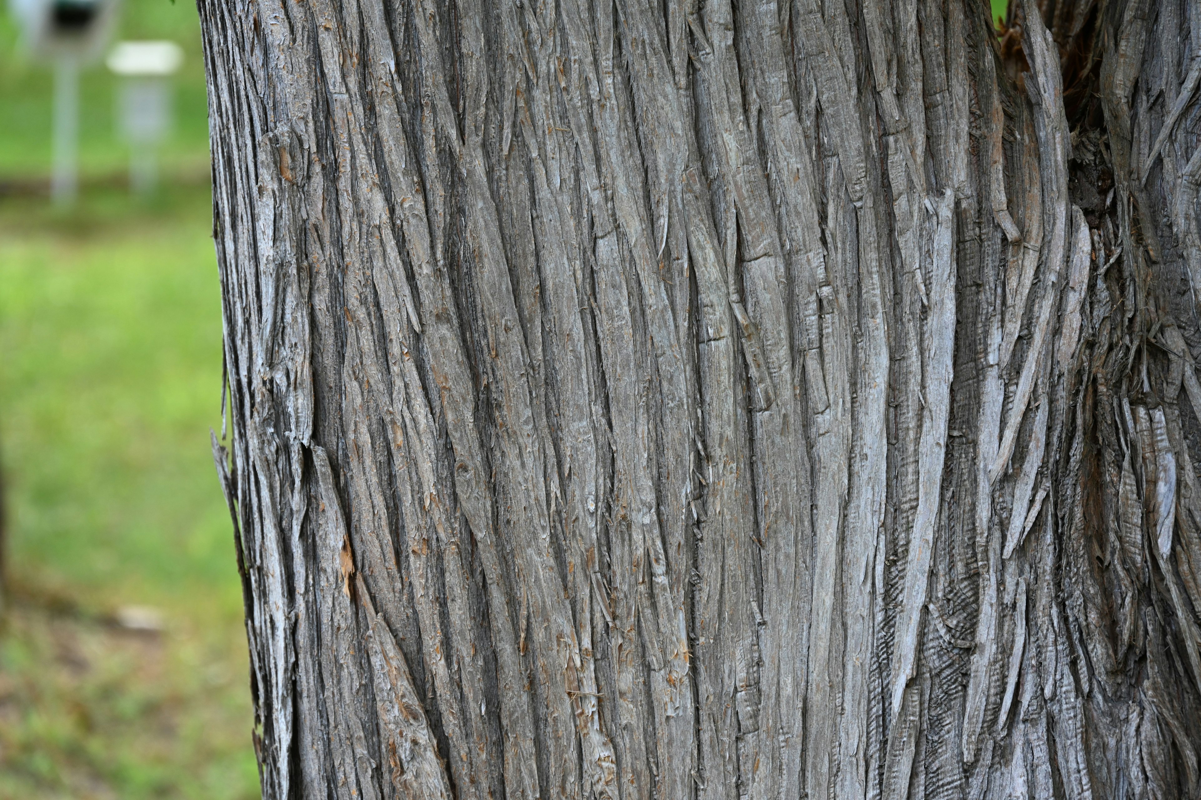 Texture et motif détaillés de l'écorce d'arbre