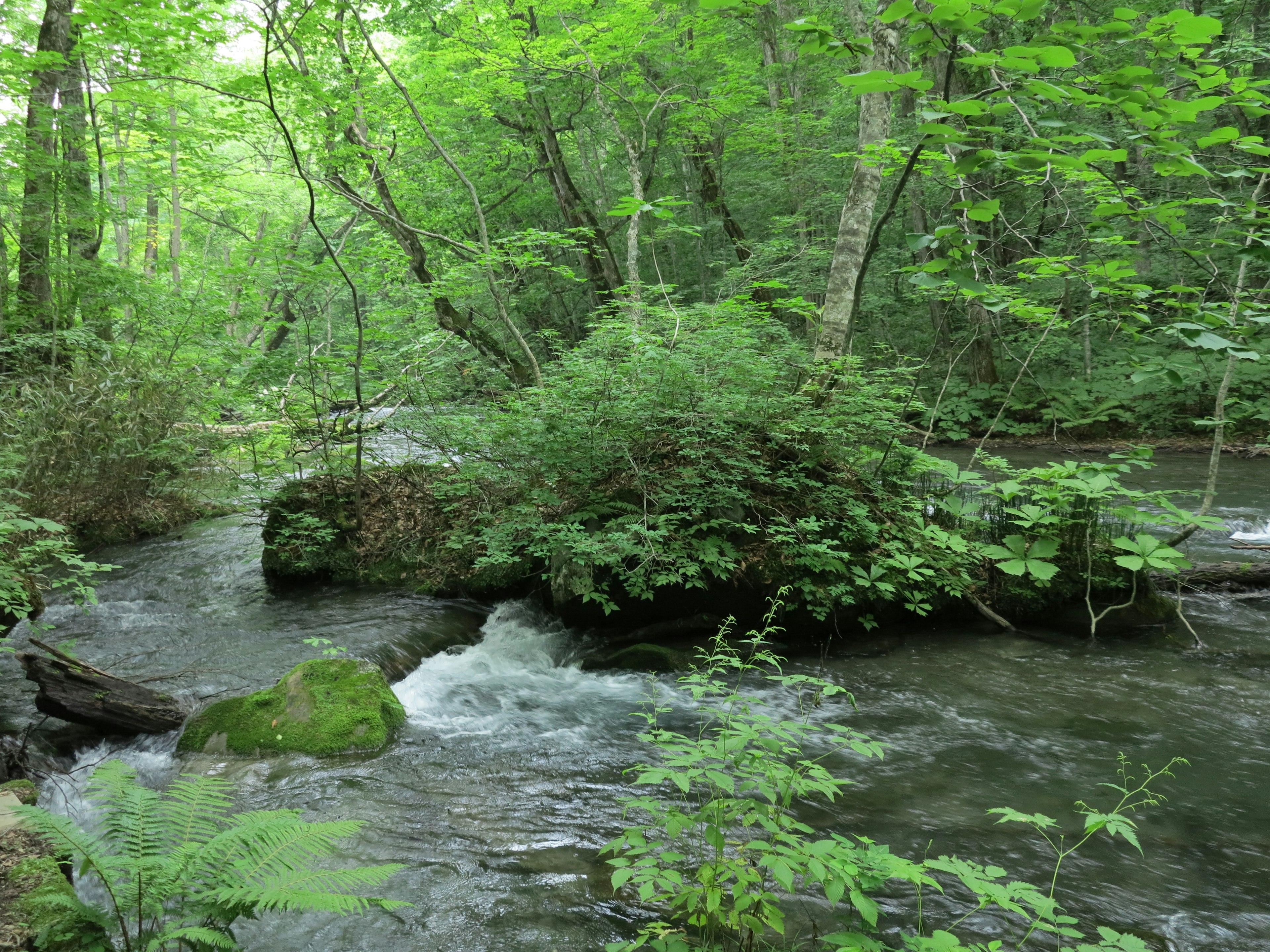 A serene stream flowing through lush green forest